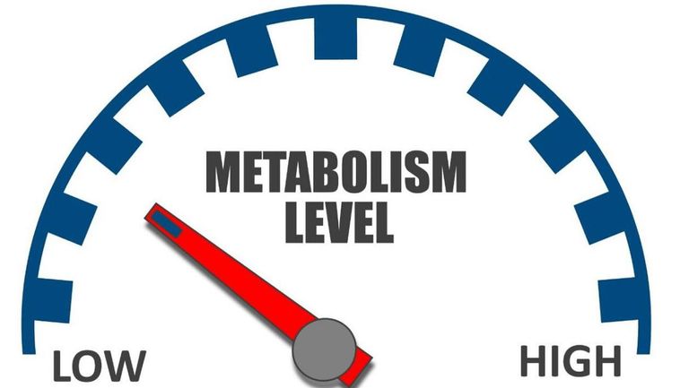 Whey Protein Enhances Your Metabolism.jpeg Whey Protein Enhances Your Metabolism.jpeg