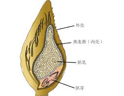 燕麦胚芽图