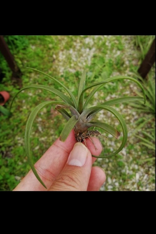 aff capitata.jpg