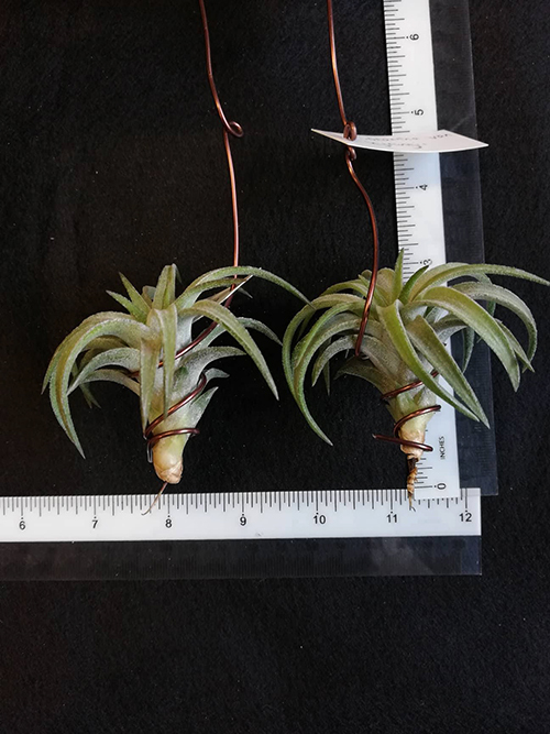 T. ionantha van hyningii.jpg