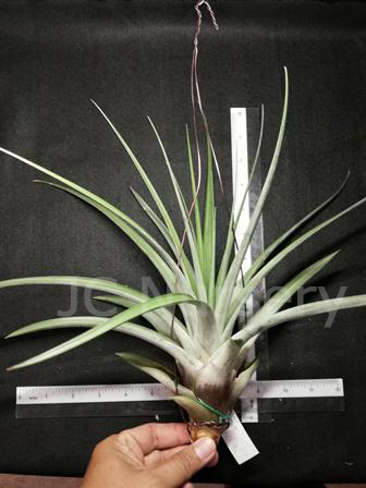 fasciculata tropiflora 230.jpg