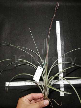 x smalliana giant form 110.jpg