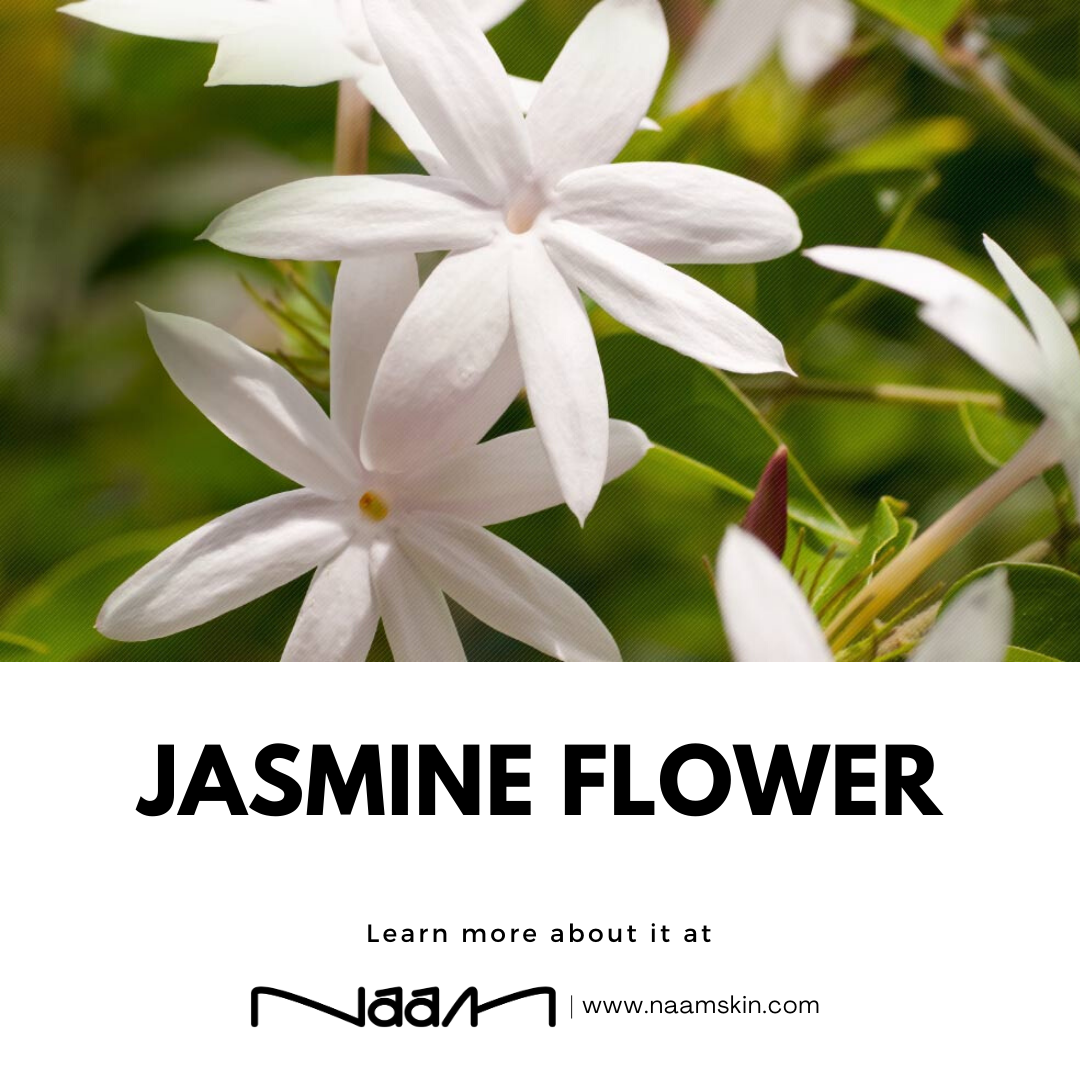 Jasmine Flower