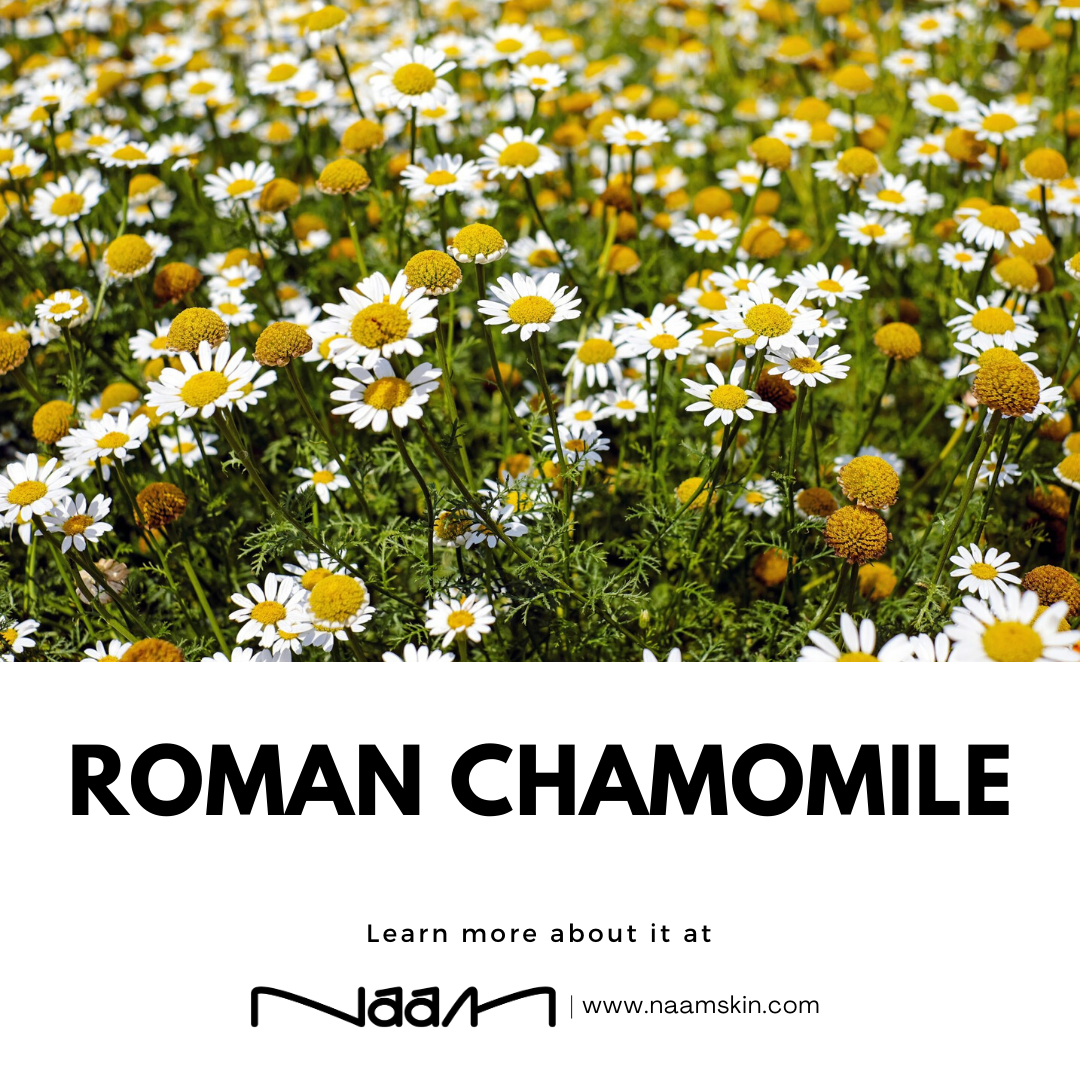 Roman Chamomile