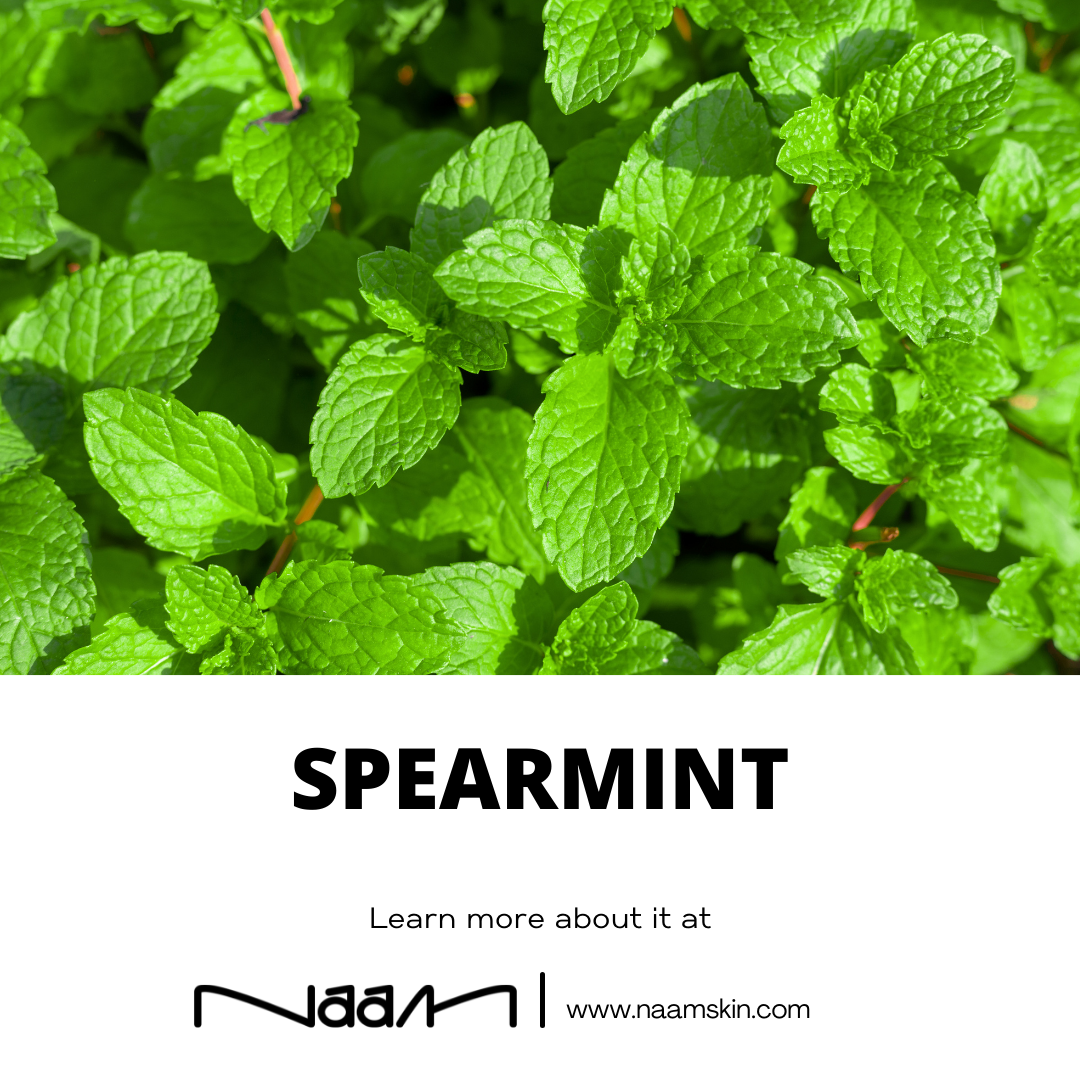 Spearmint