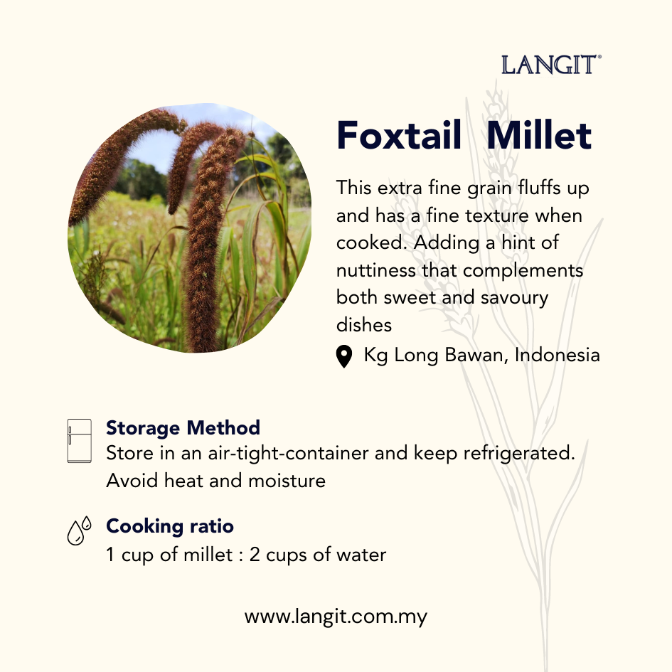 langit-foxtail-millet
