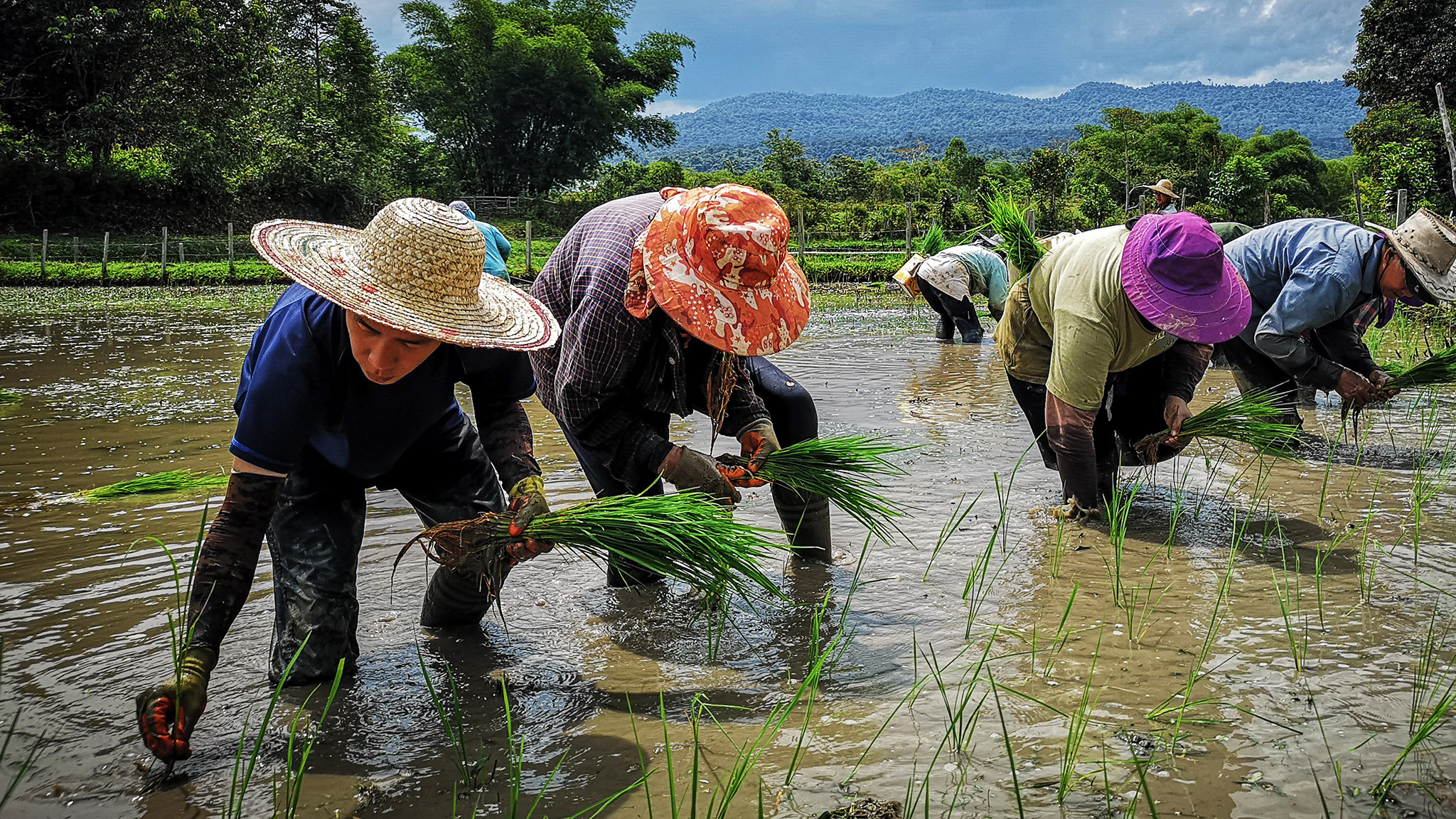 Paddy Planting Langit Collective