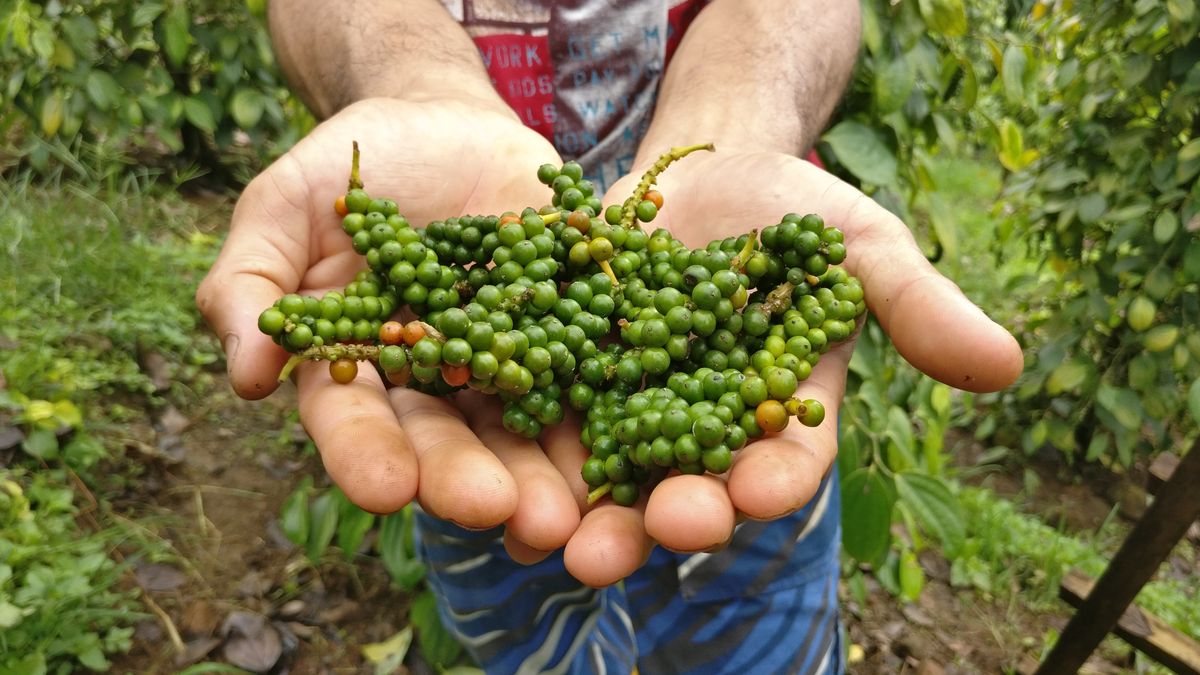 5 Fun Facts about Sarawak Black Pepper