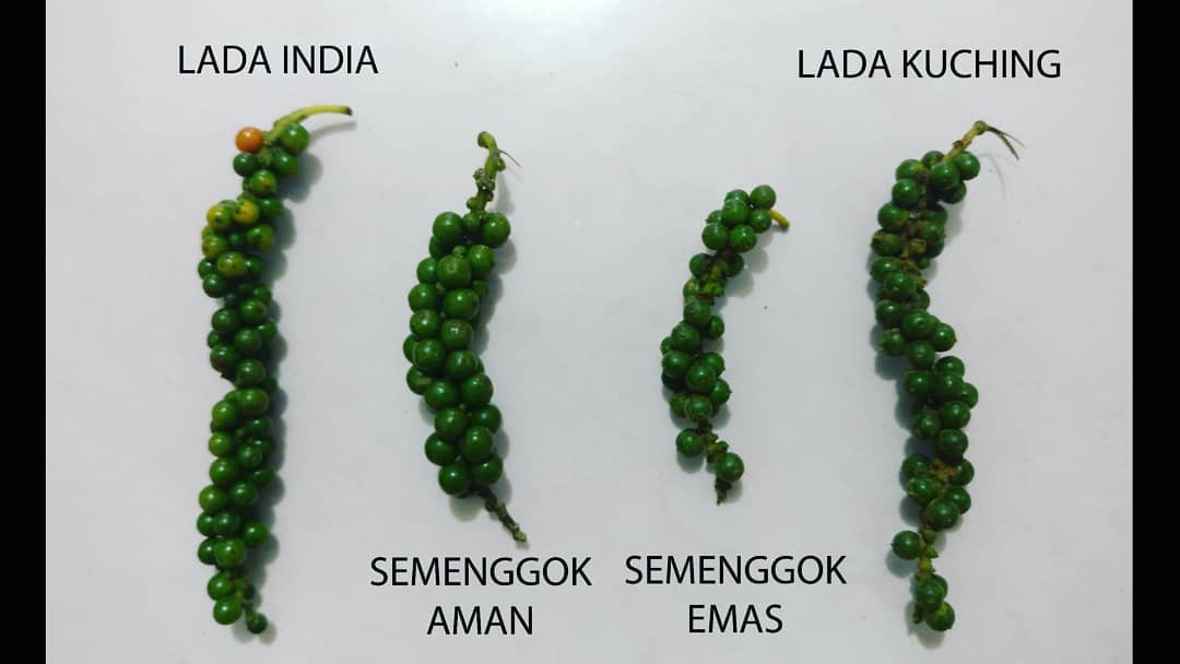 Sarawak Pepper Varieties