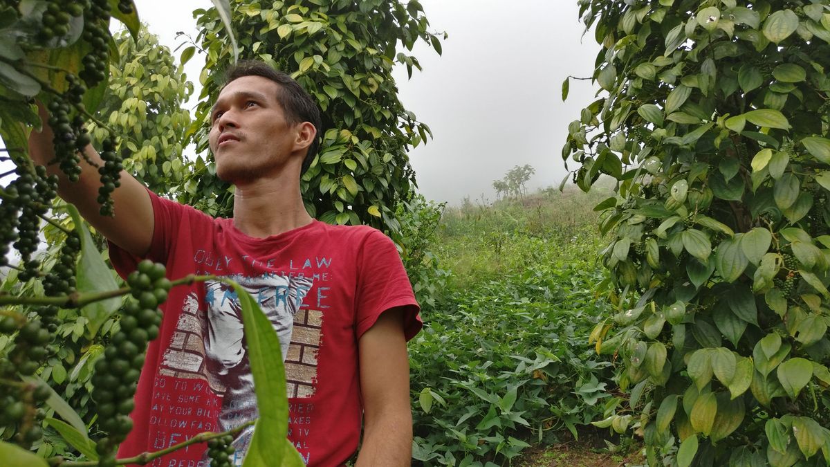 Meet Silan : A Young and Industrious  Sarawak Pepper Farmer