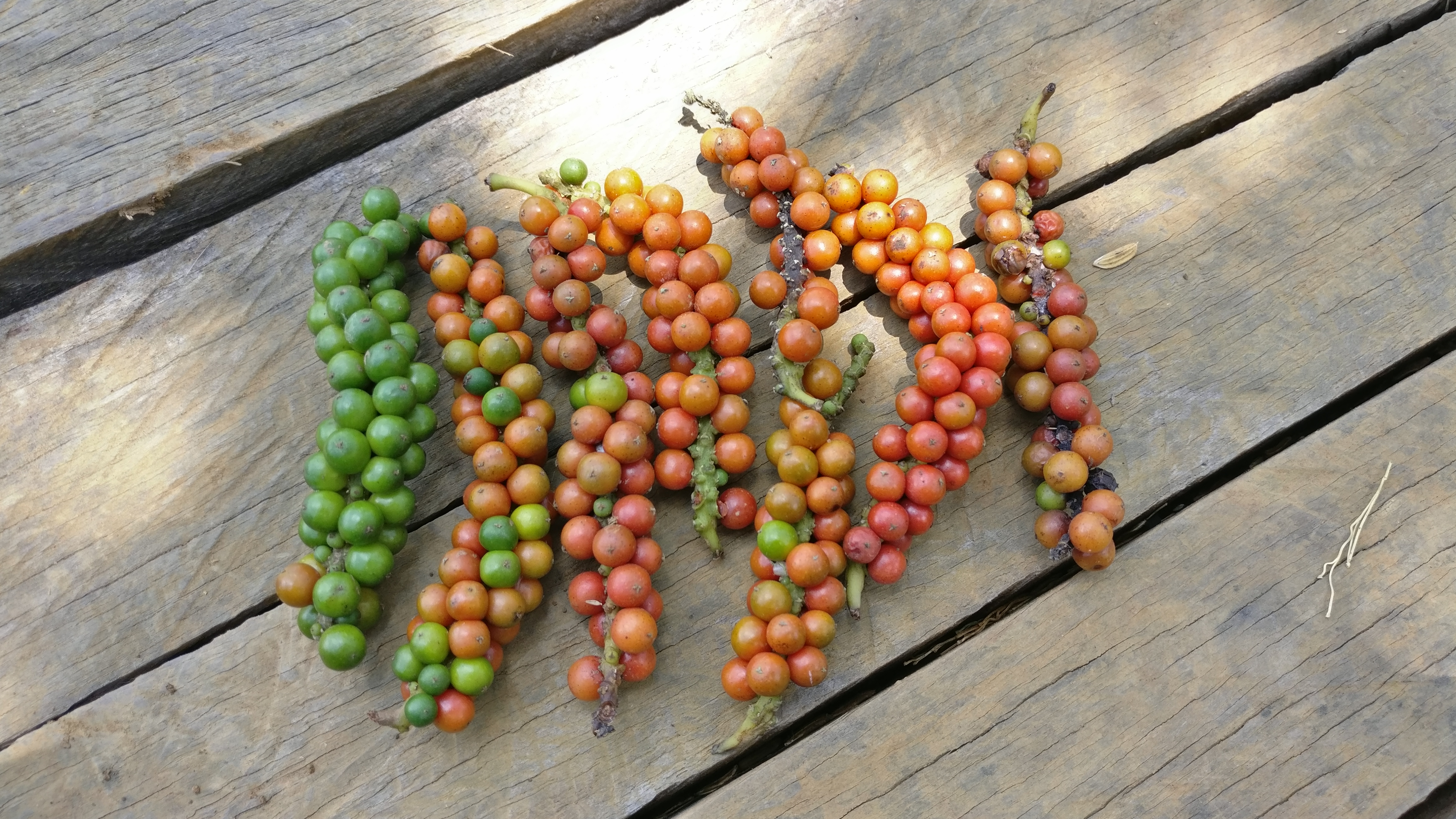 sarawak pepper