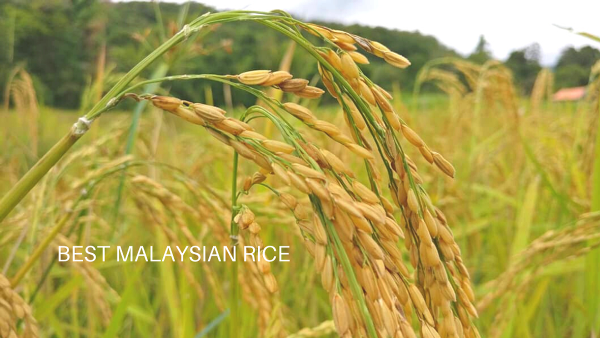 Which rice in Malaysia is best for you?
