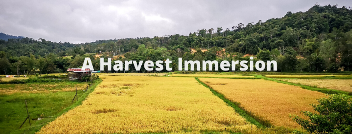 An Immersive Travel Experience: 2020 Paddy Harvest