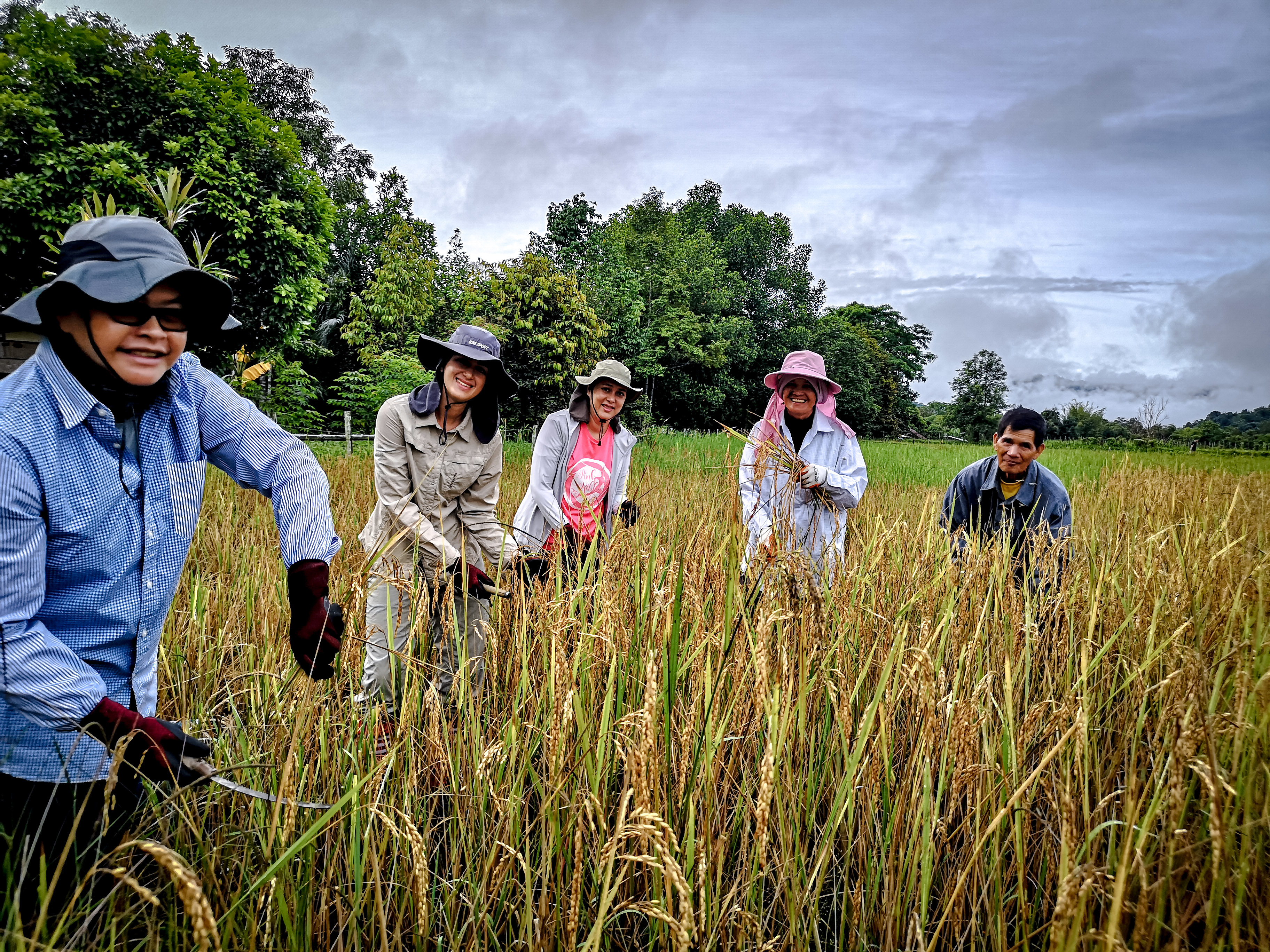 langit-rice-harvest-2020-7.jpg