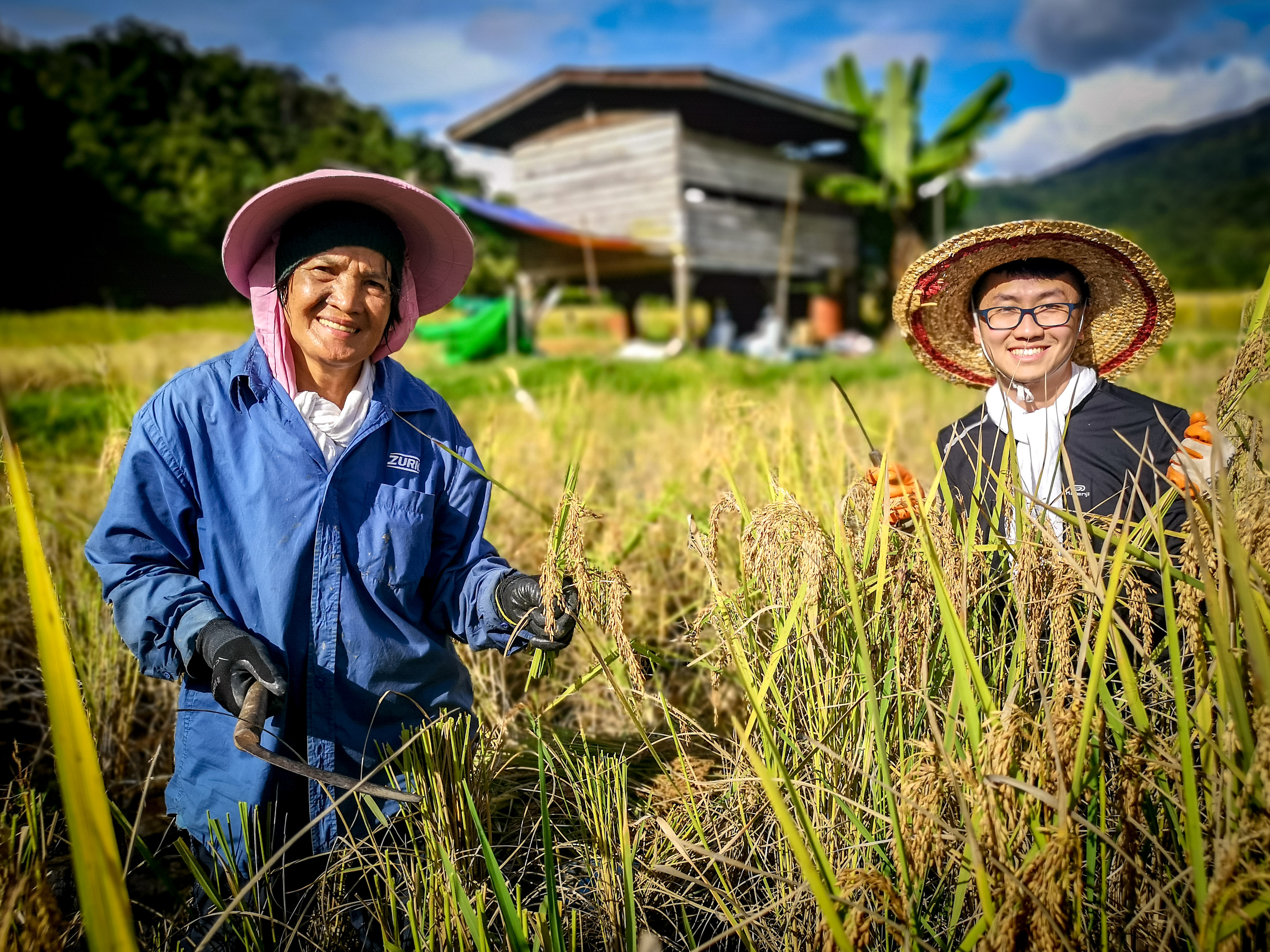 langit-rice-harvest-2020-9.jpg