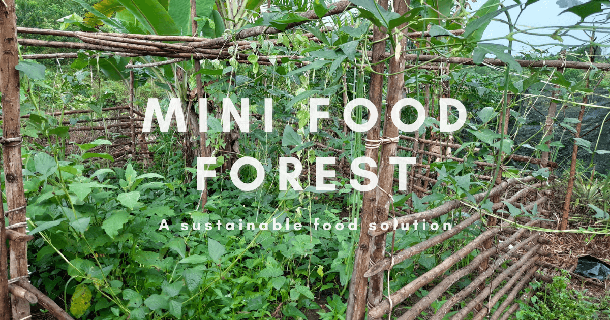 A Mini Food Forest Model (for Food Security) in Malaysia