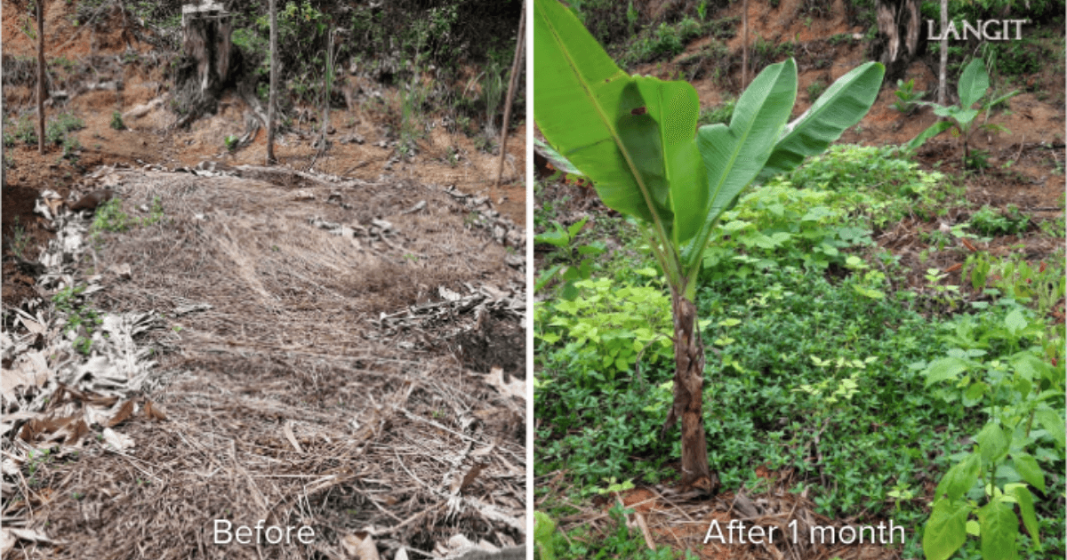 langit-food-forest-6.png