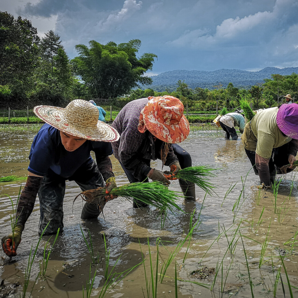 langit-rice-farmers.png