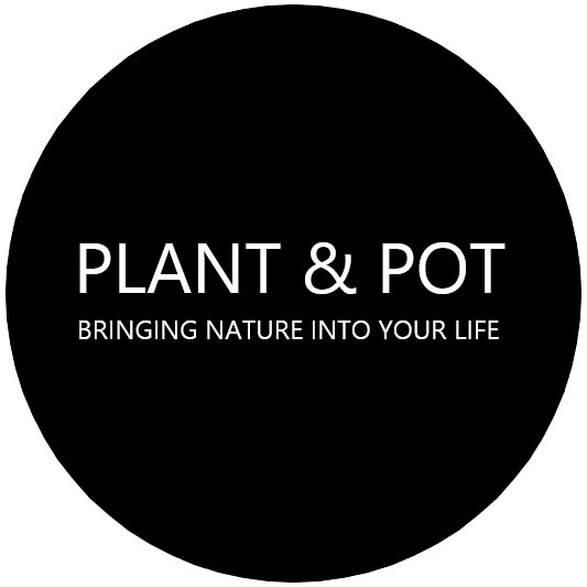 PLANT & POT STUDIO