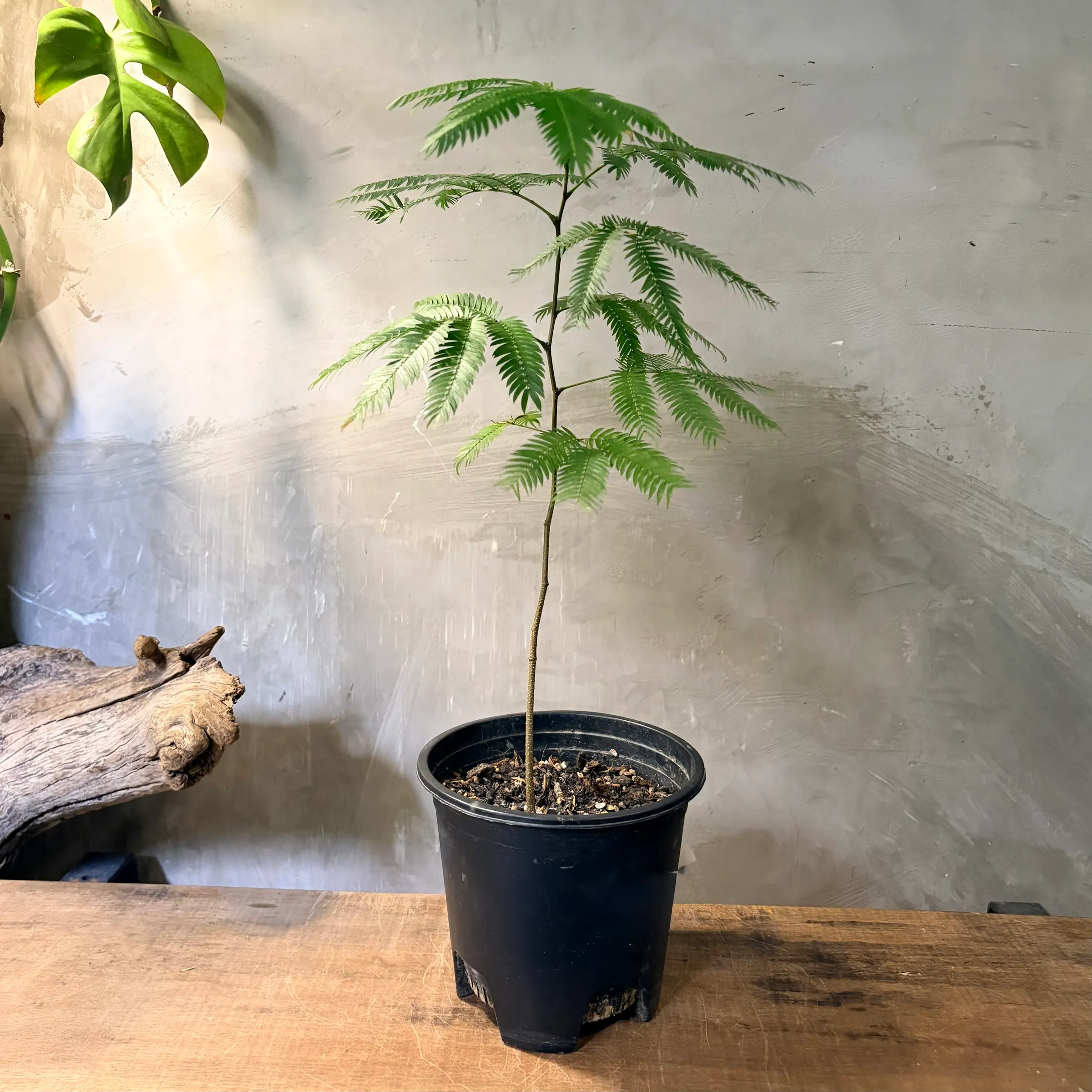 image_1289218C-8CE6-41F5-BF4E-EDCA8642A436_1773896559