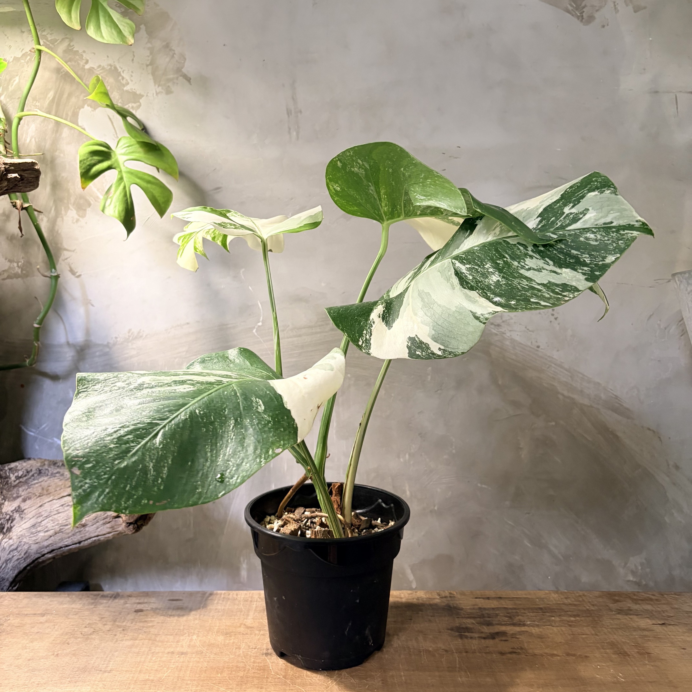 image_81BF932E-A145-49A7-8F1D-CC9BF302F2C1_1775012974