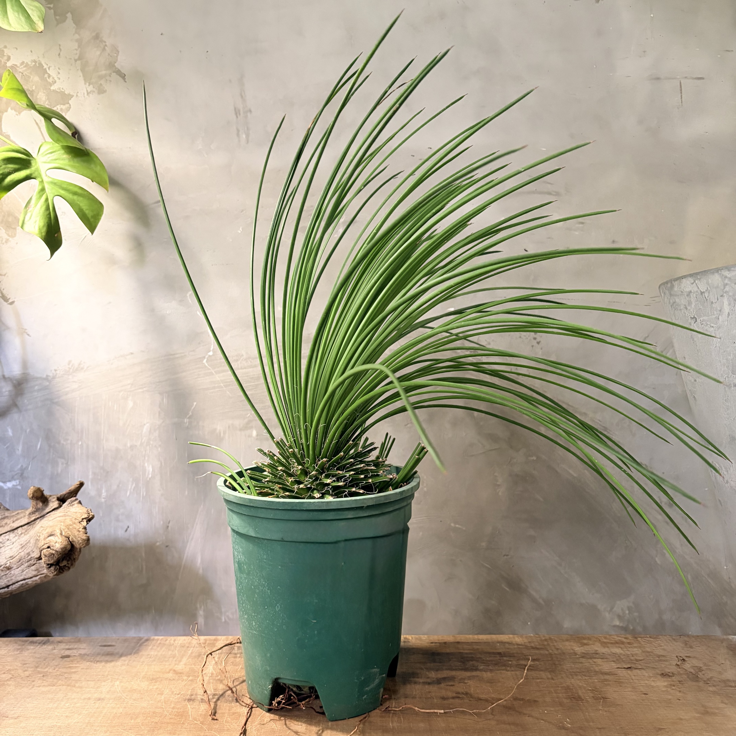 image_1C3ED9AB-C93B-4B80-A74D-B46836924828_1775013010