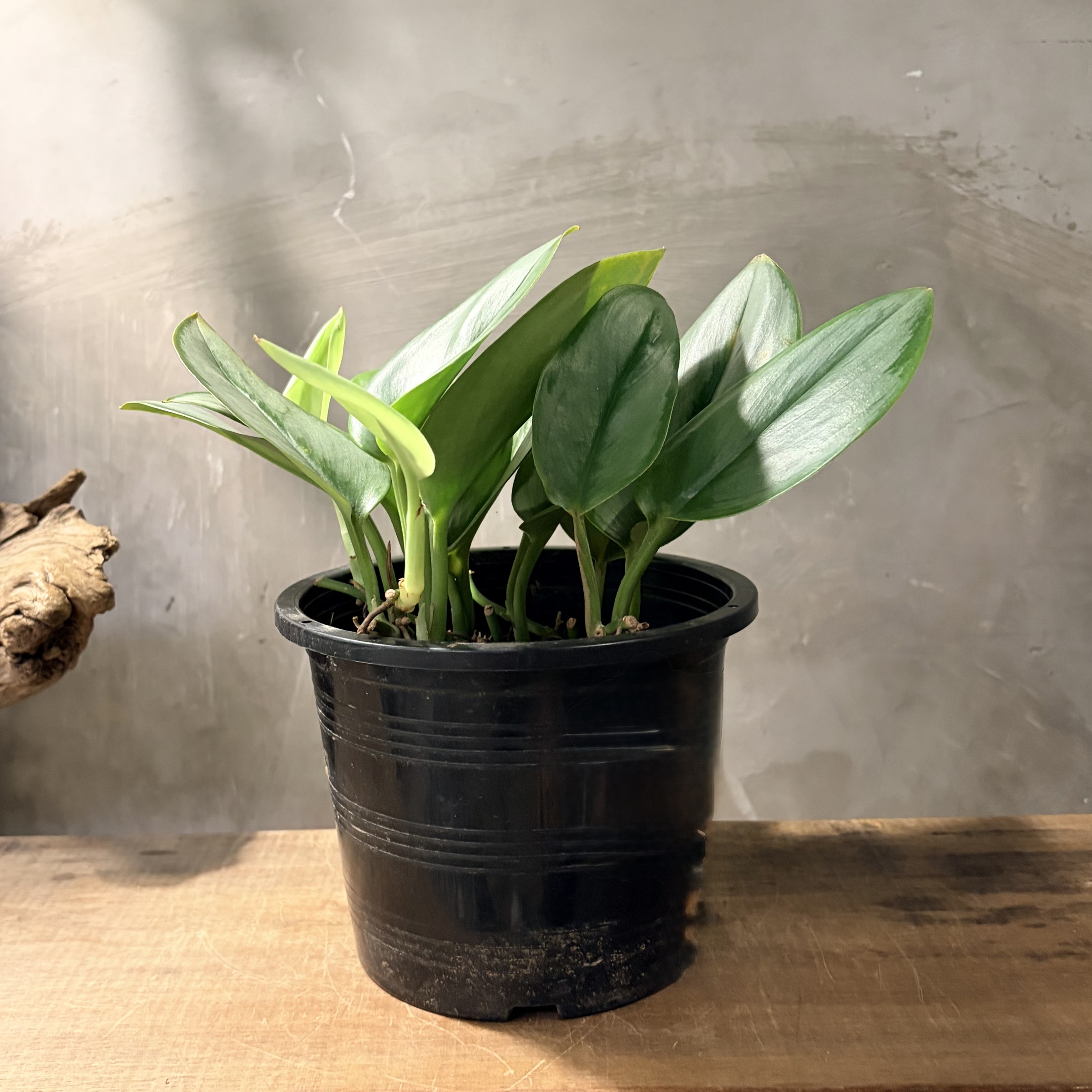 image_81CB0A64-8947-49D8-BF6D-C48942316C25_1775179364