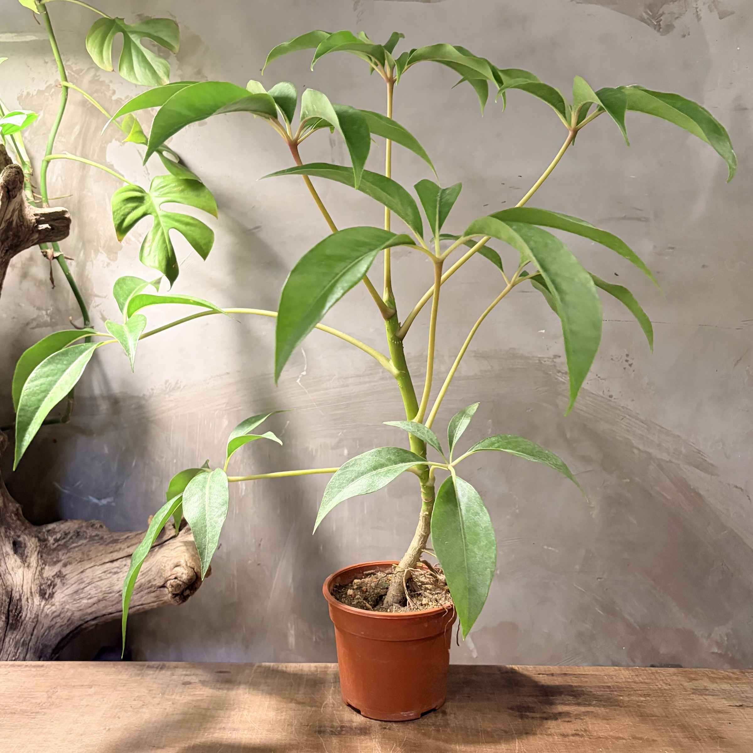 image_F748A0DB-EE10-4C38-94D0-B9141B0DE1F5_1775179408