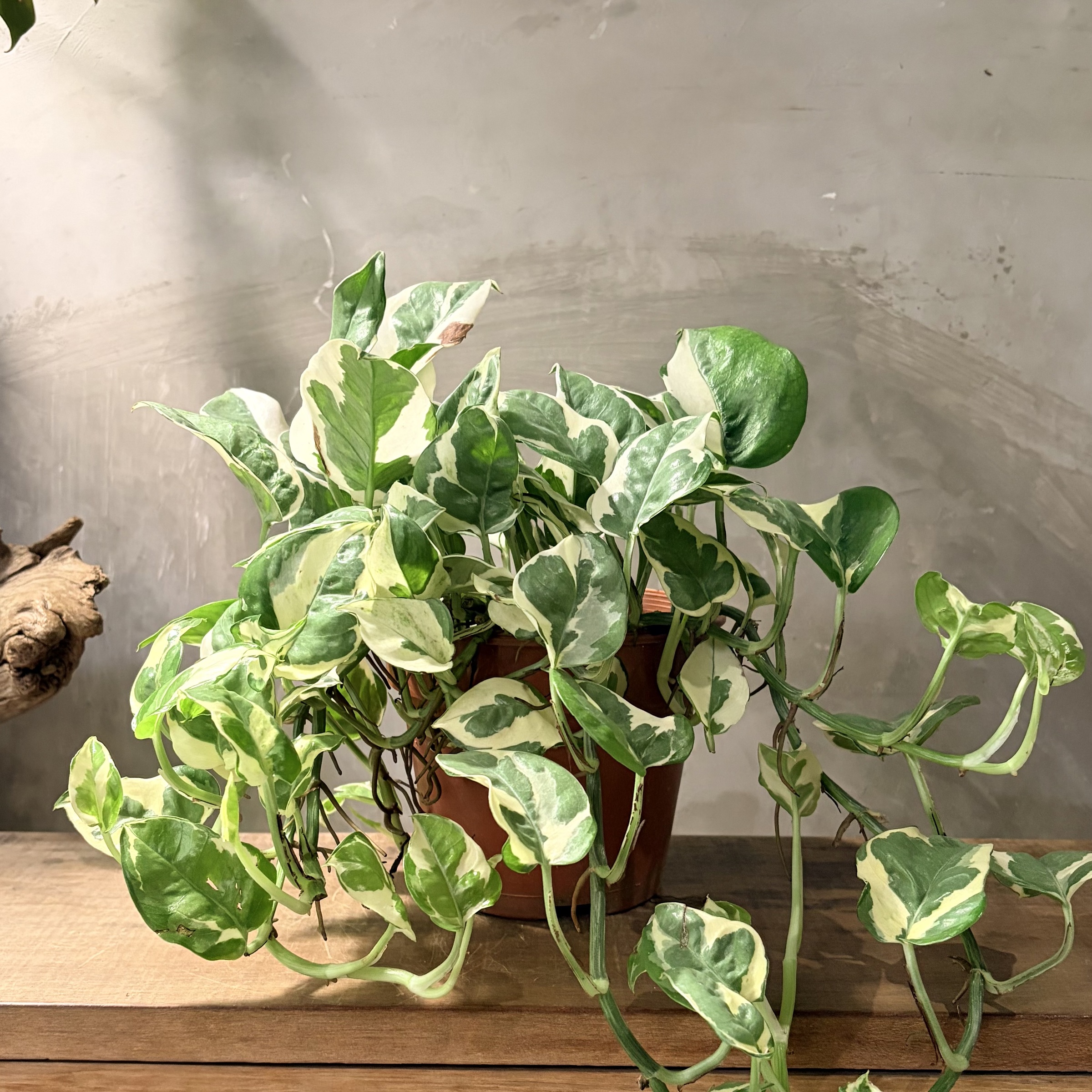 image_FAAF4482-6E77-4004-9918-31AAC5CBDA1E_1775180084