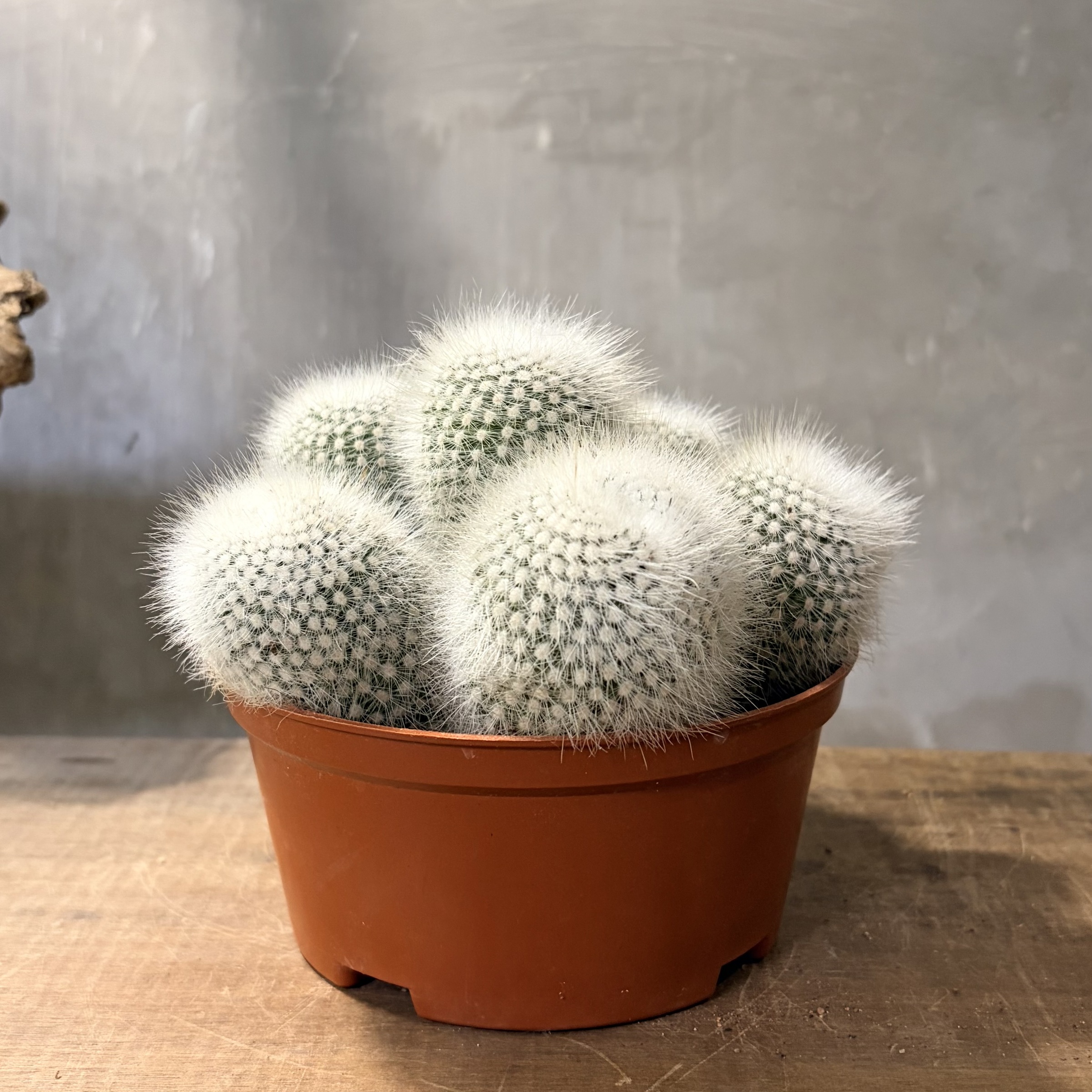 image_B0F2B289-AAE0-44A3-A575-25A3133C1D6B_1775182816