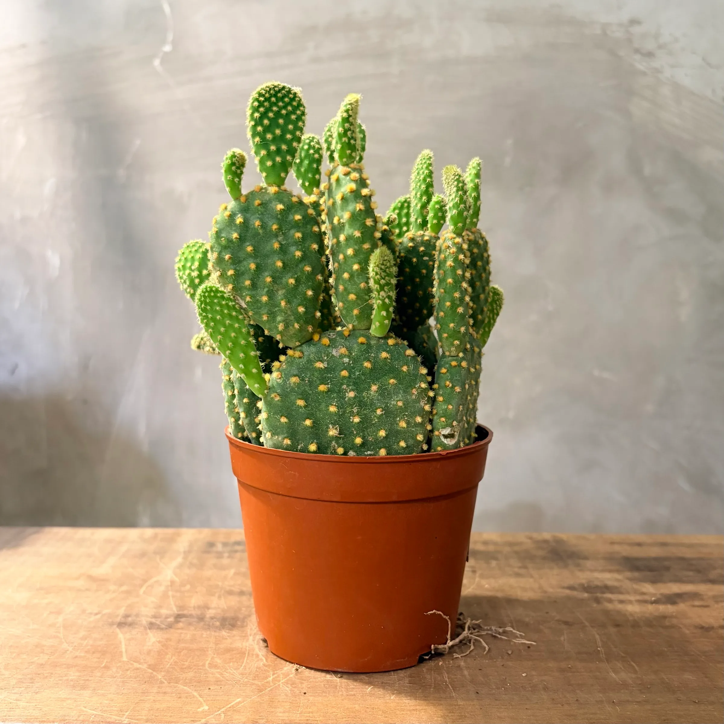 image_34EF72B2-DF40-4605-A810-22E90E761C4A_1775182832