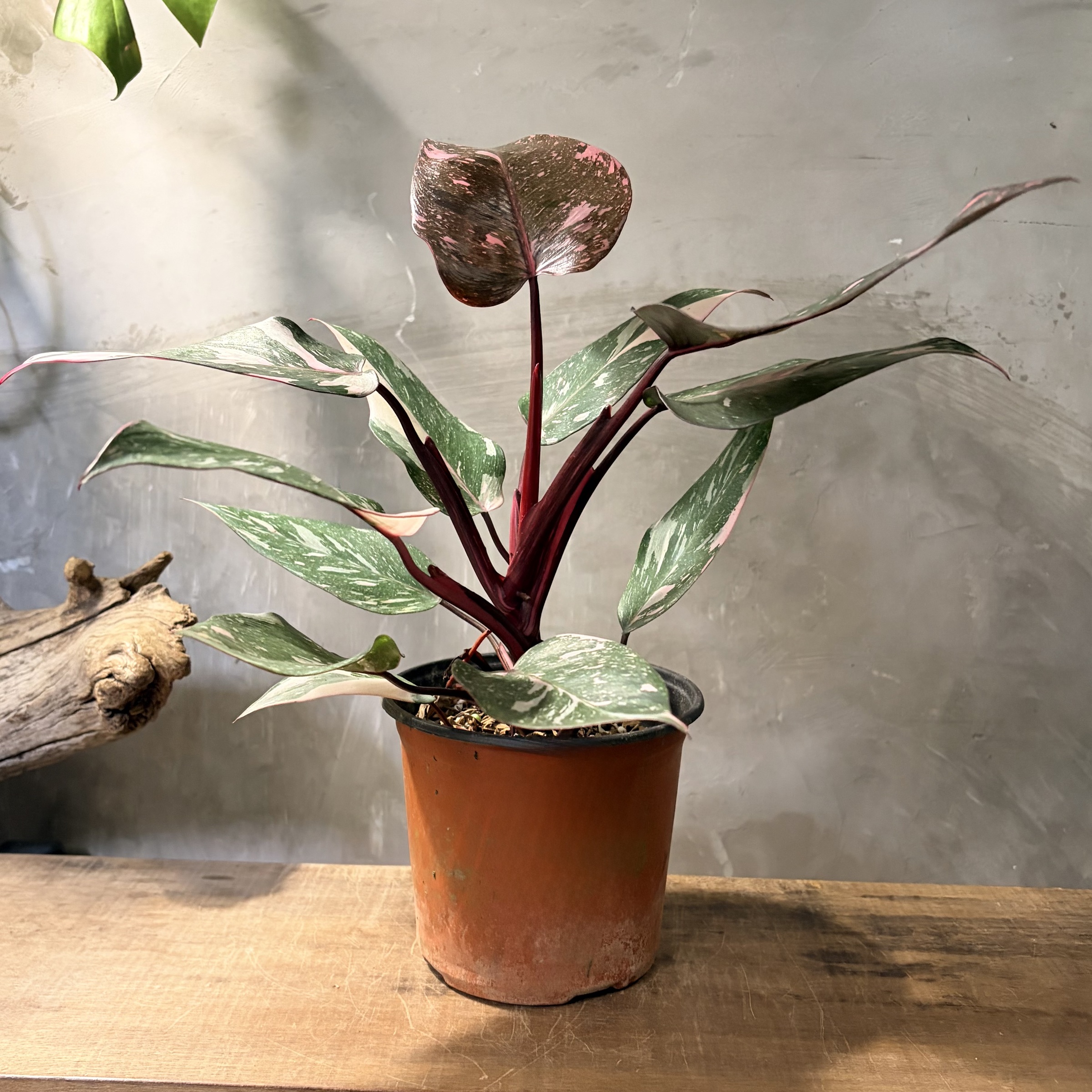 image_AD680758-5DB6-4790-B0C1-E1434F9D7B5D_1775698241