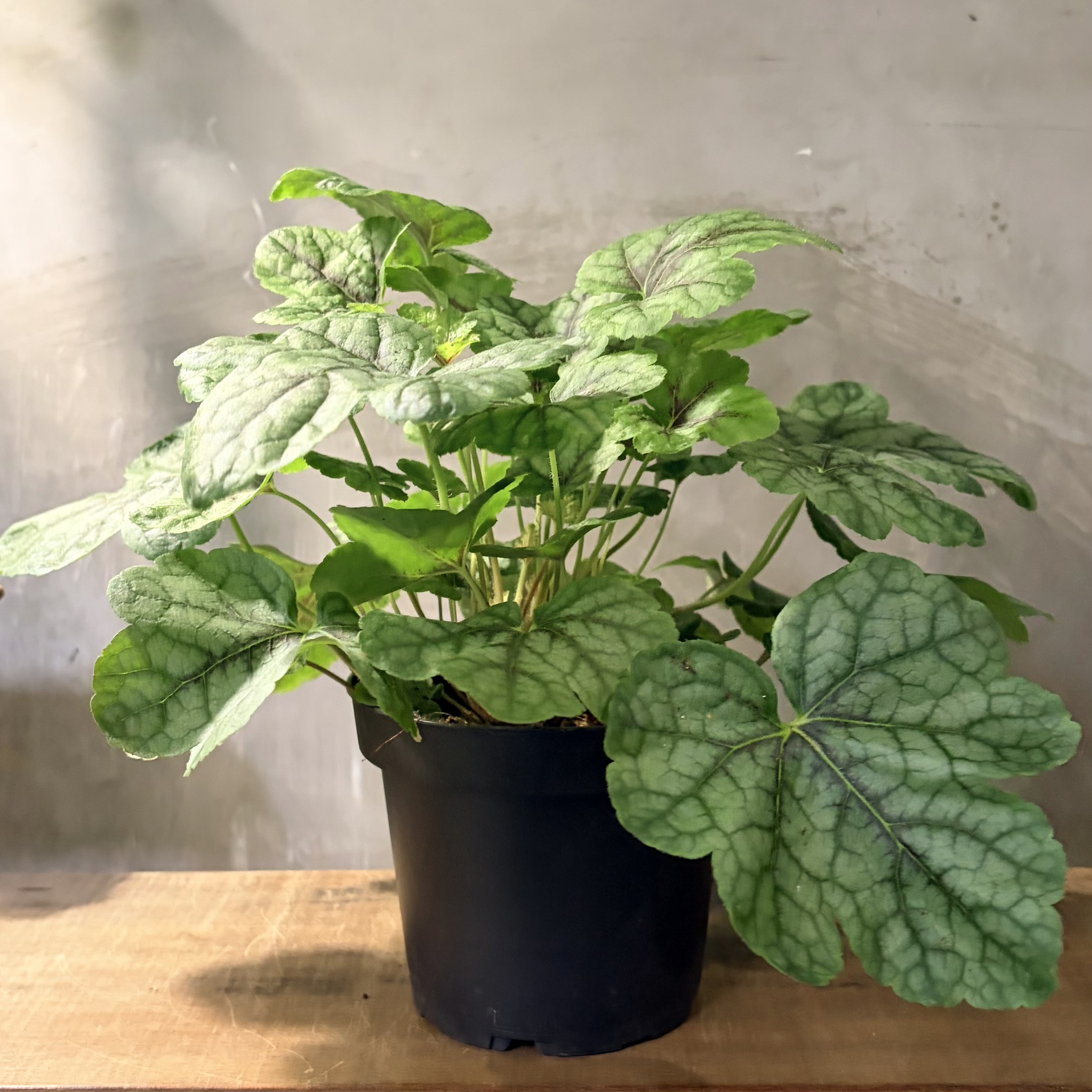 image_169C8036-59EE-41CC-ADD9-009C6821232D_1775698804