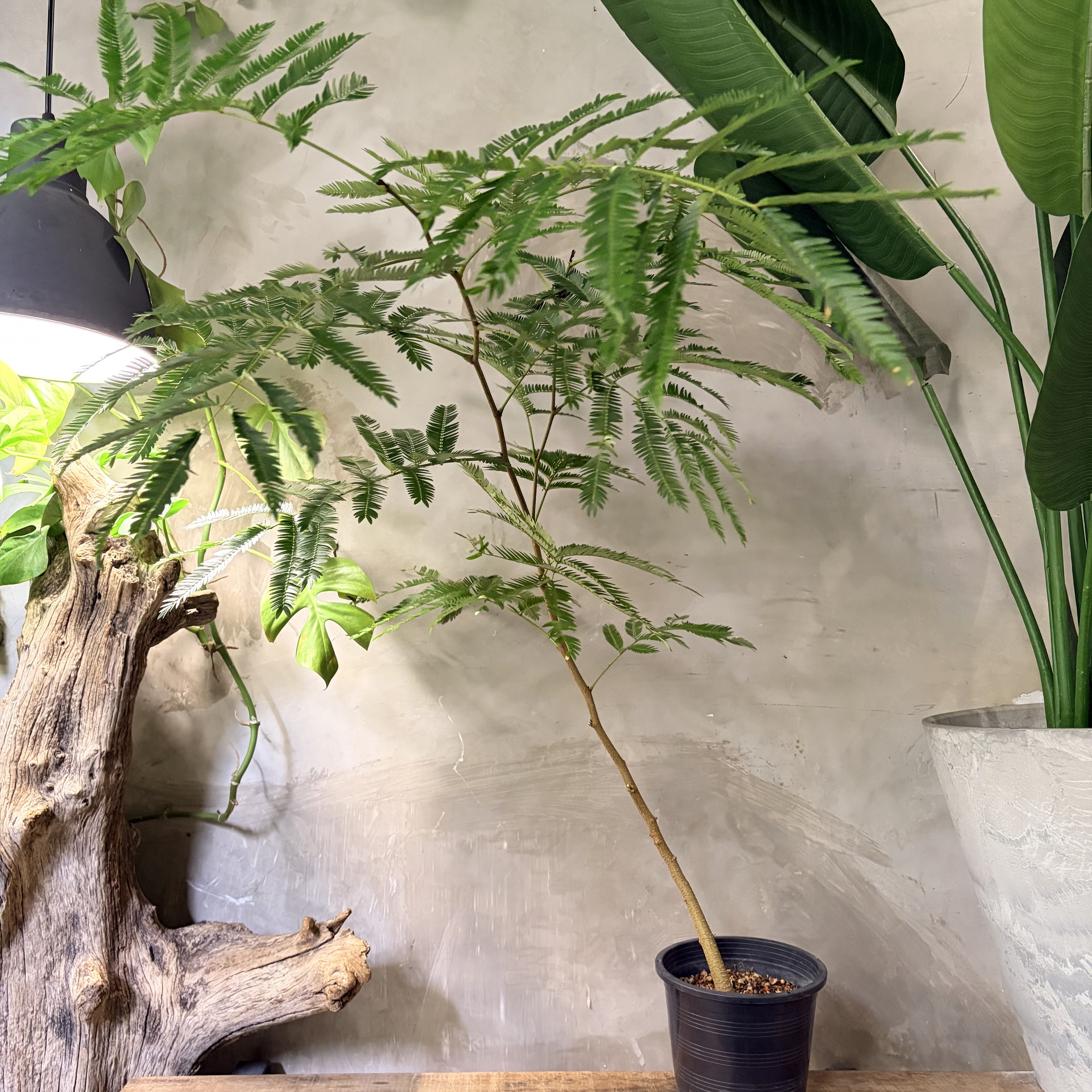 image_08ACA5B1-CDB7-44C2-A71B-ECE1B354E3A1_1776568101