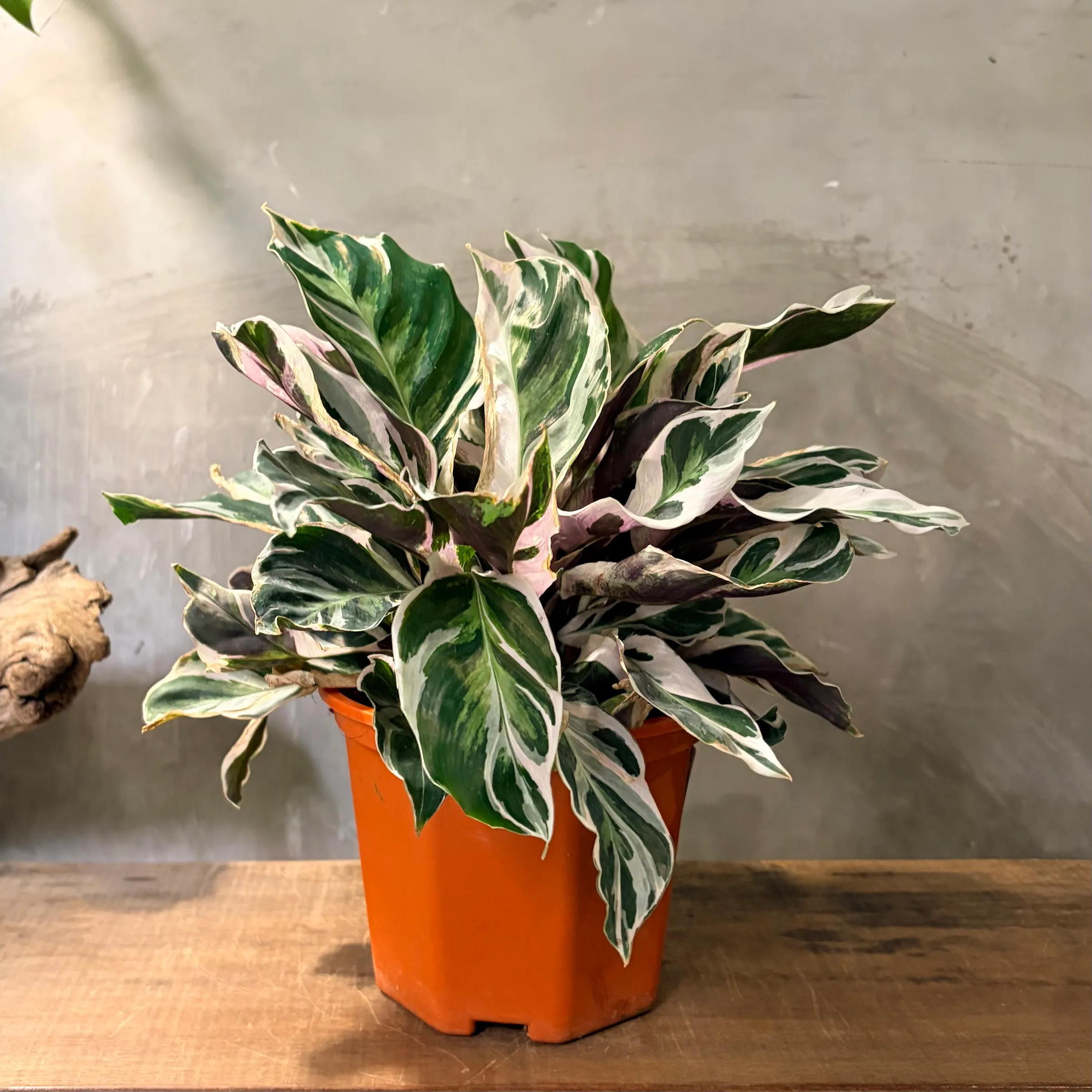 image_07C46135-3B83-4312-AB1E-55E824C7D605_1776824935