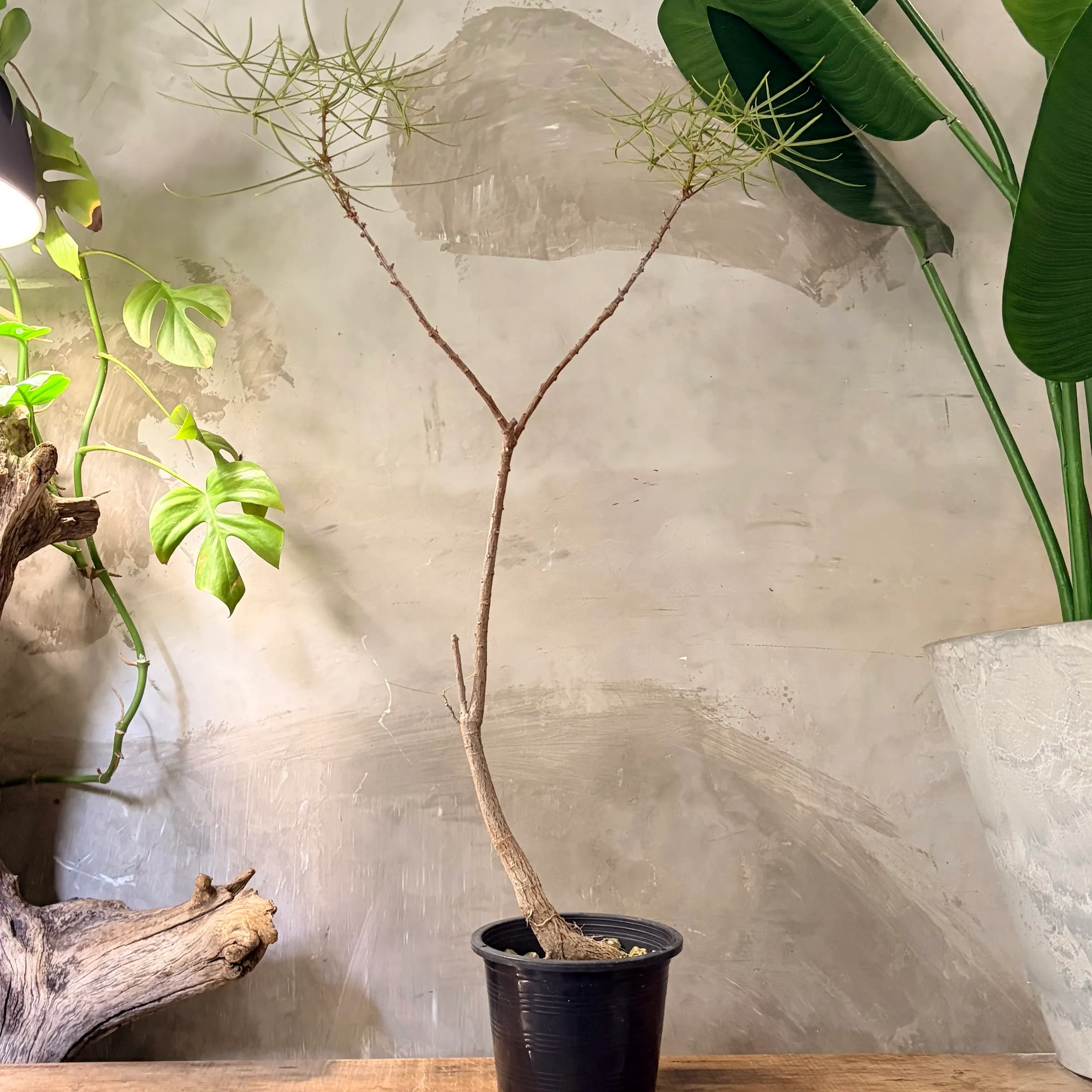 image_247A3C21-41DE-4E71-9EFE-8B4169ACB4DA_1777090965