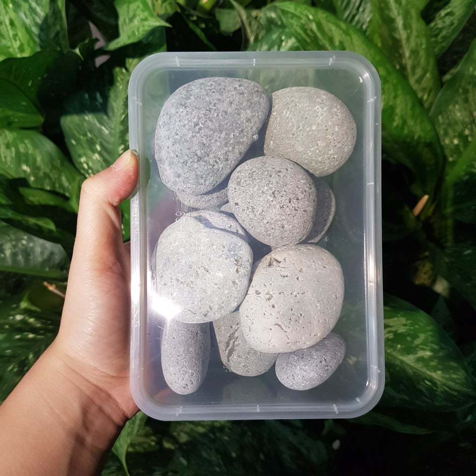 Decorative Pebble (Large) PLANT & POT STUDIO