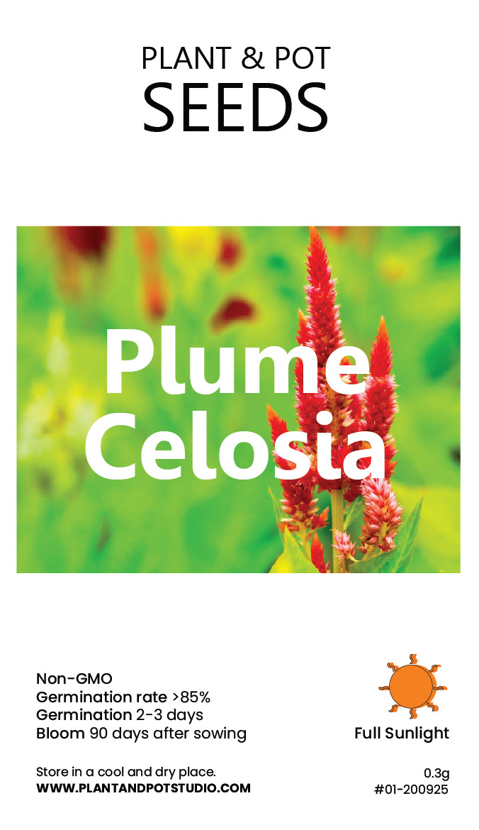 Plume Celosia-01.jpg