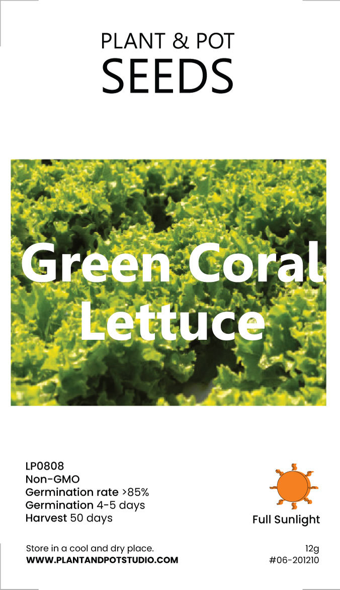 Green-Coral-Lettuce-01.jpg