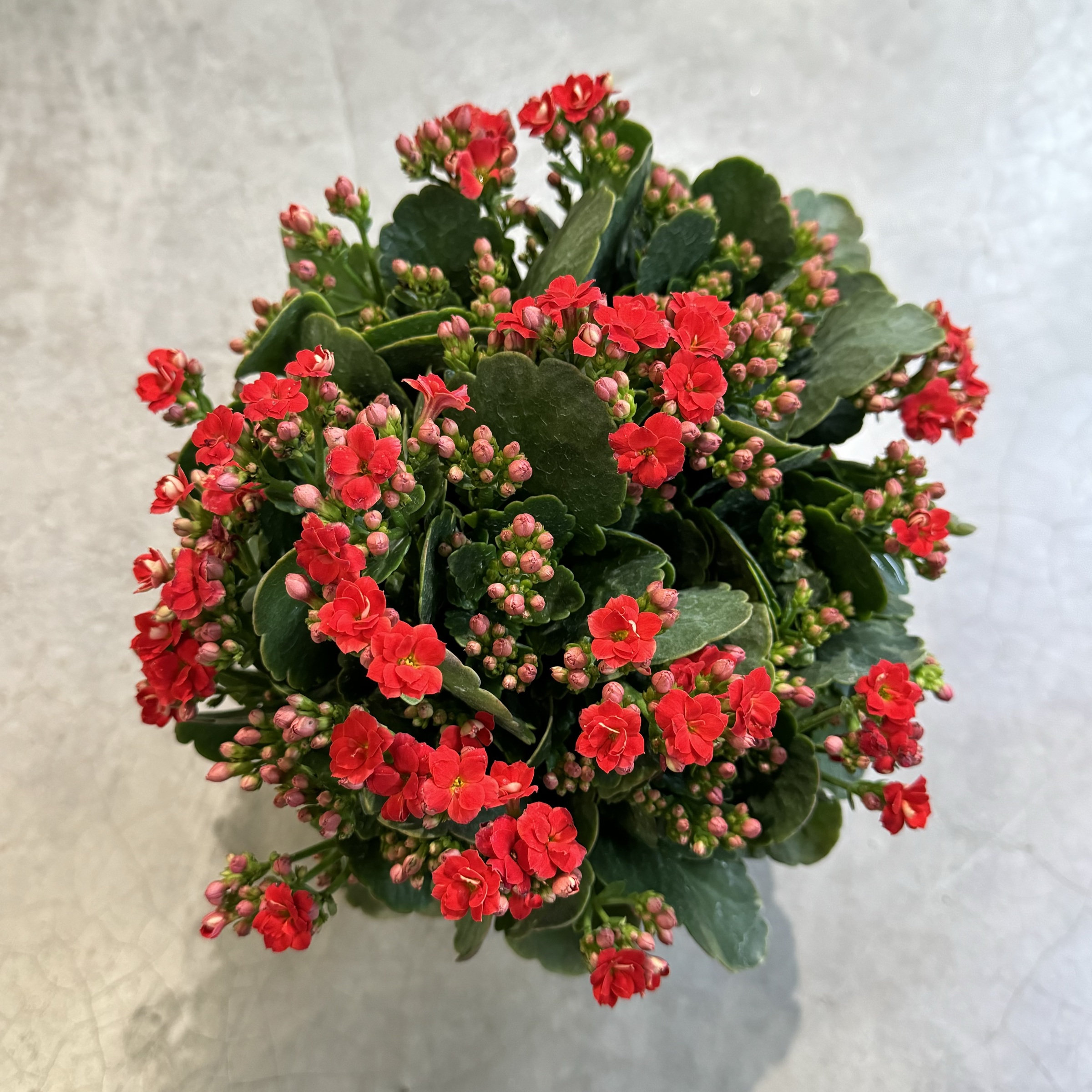 IMG_3735-1704892756070