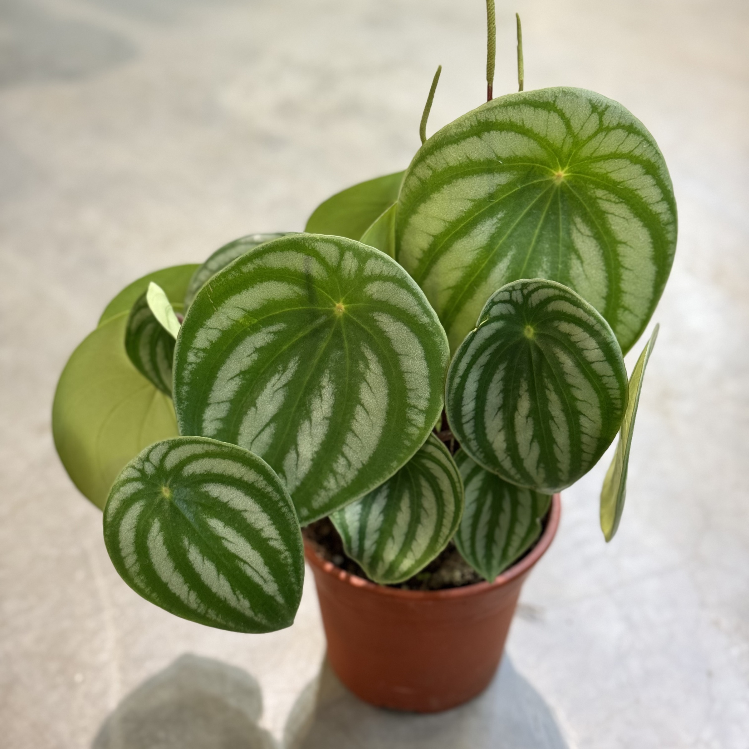 Peperomia Watermelon PLANT & POT STUDIO