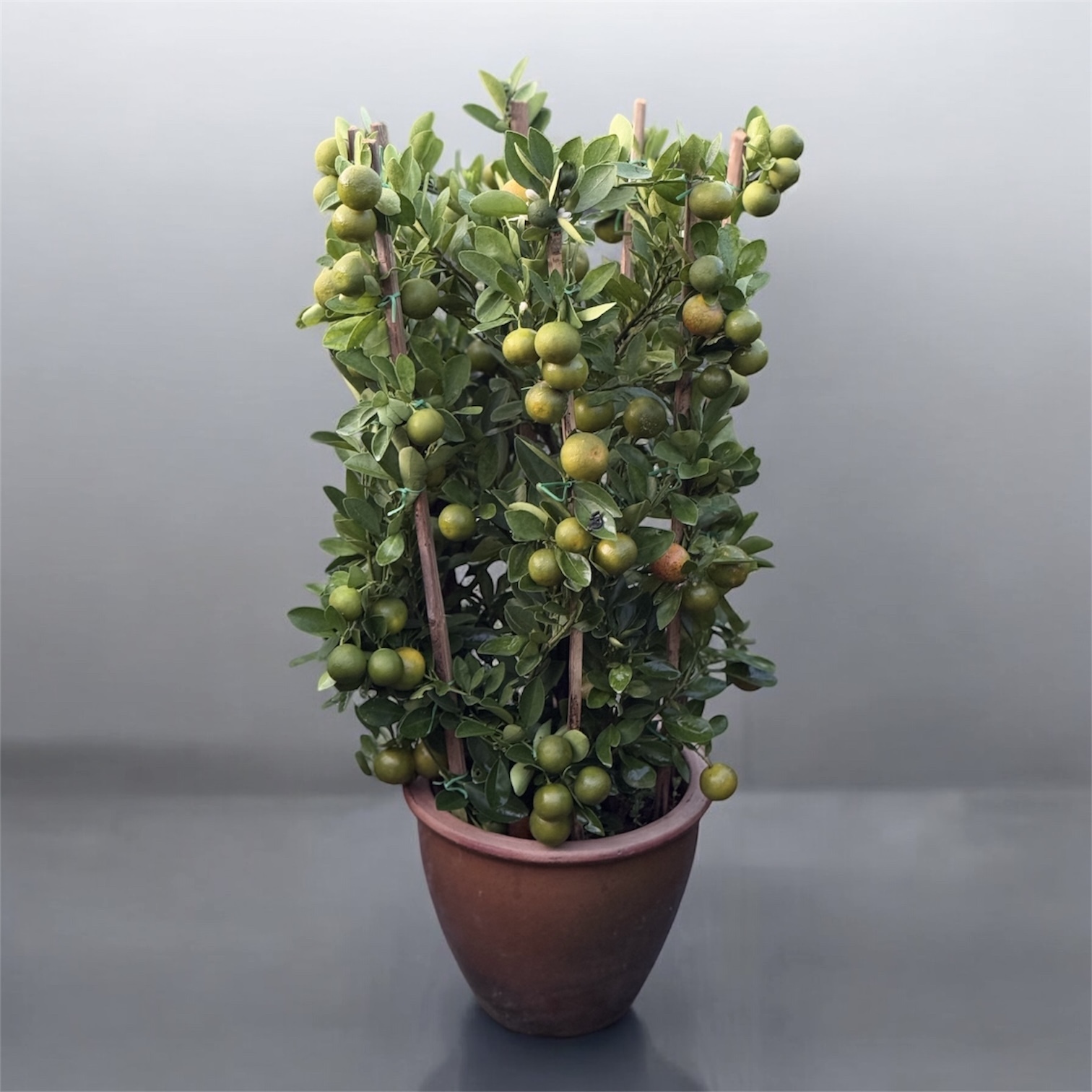 Photoroom_20250104_160651-1735979602837