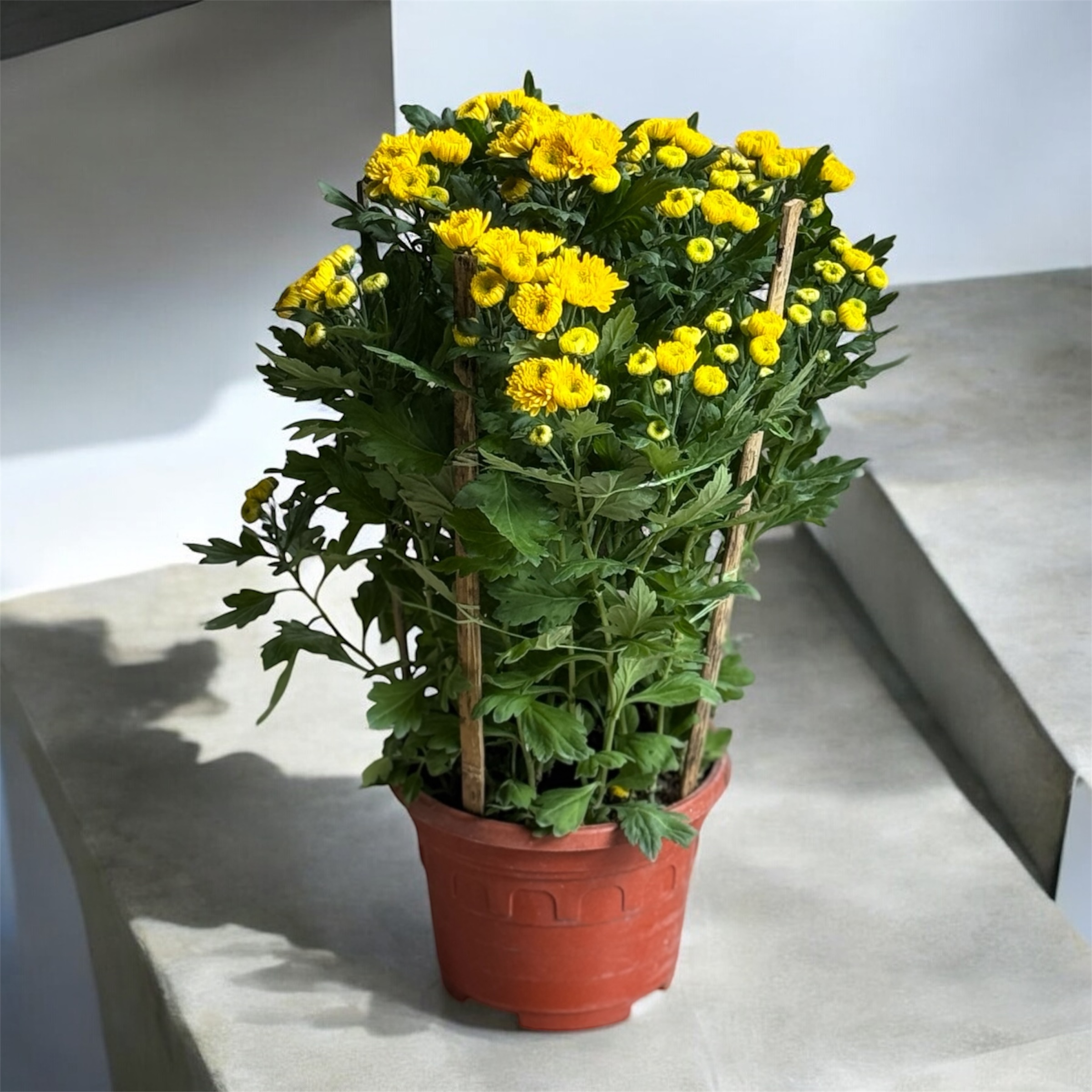 Photoroom_20250122_183156-1737541933972