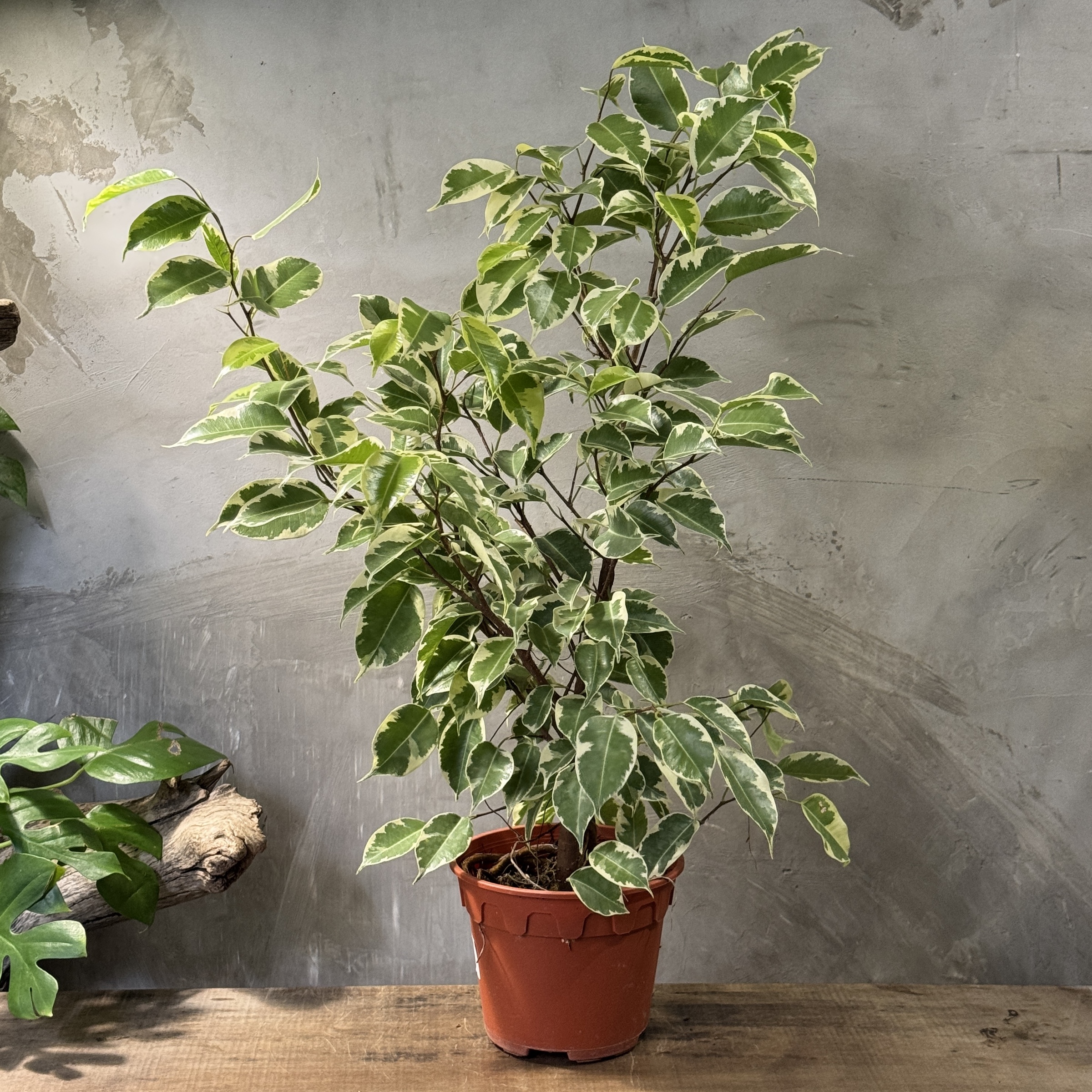 Ficus Benjamina Variegata Common Name Ficus Benjamina Variegata Common Name