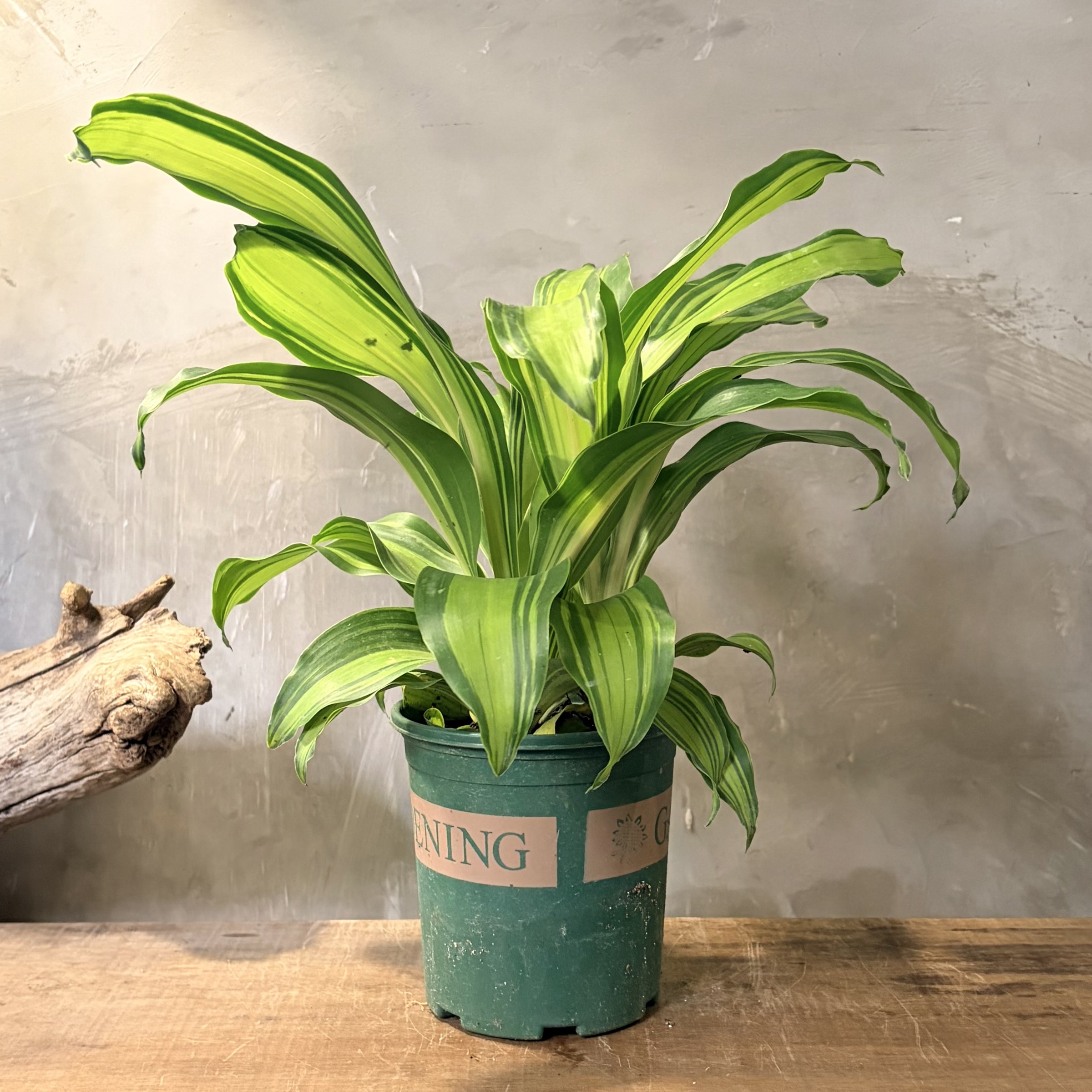 image_3F5D0508-5442-41EF-9309-A3BE8A2651F7_1764307118