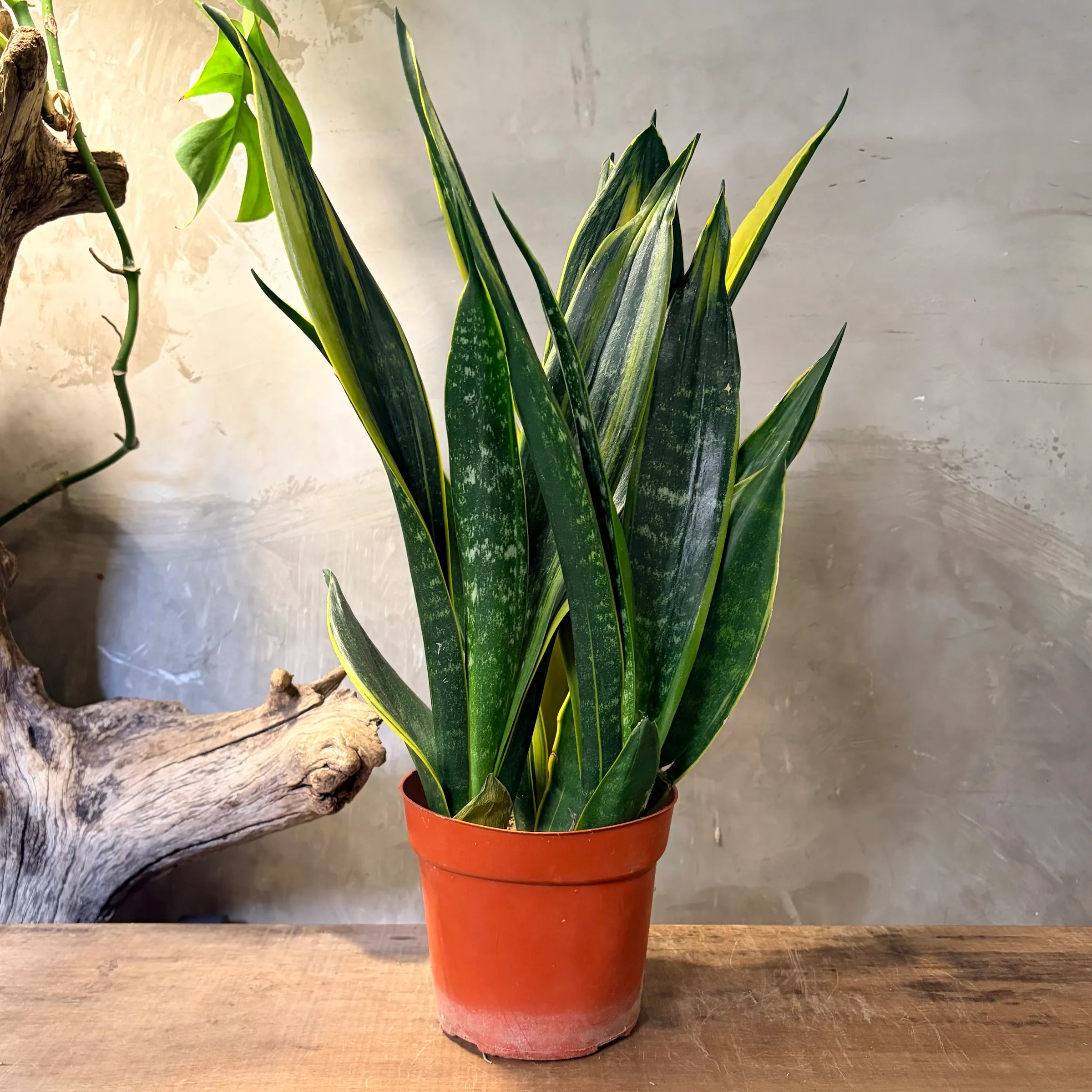 image_D304ED49-03EB-4076-B214-83346409A1A2_1764728470