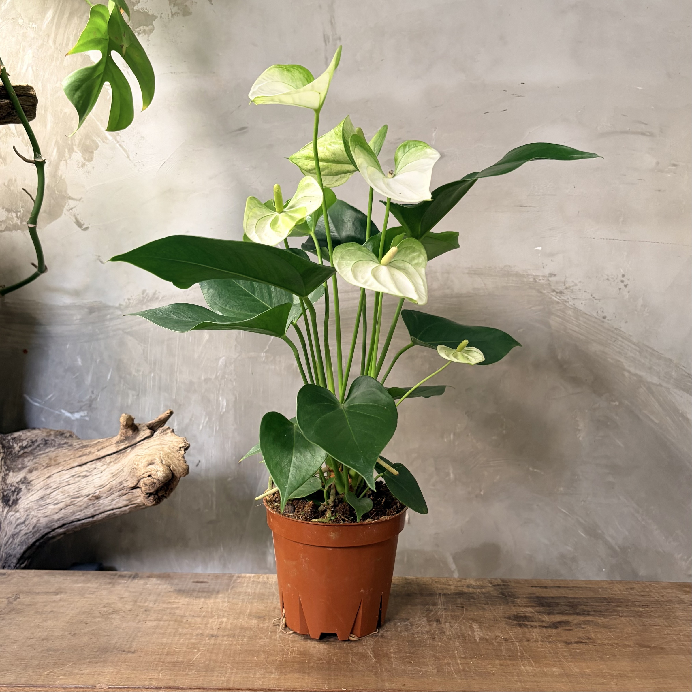 image_F717B9DE-821B-4B30-A046-130FCBA148F6_1764730803