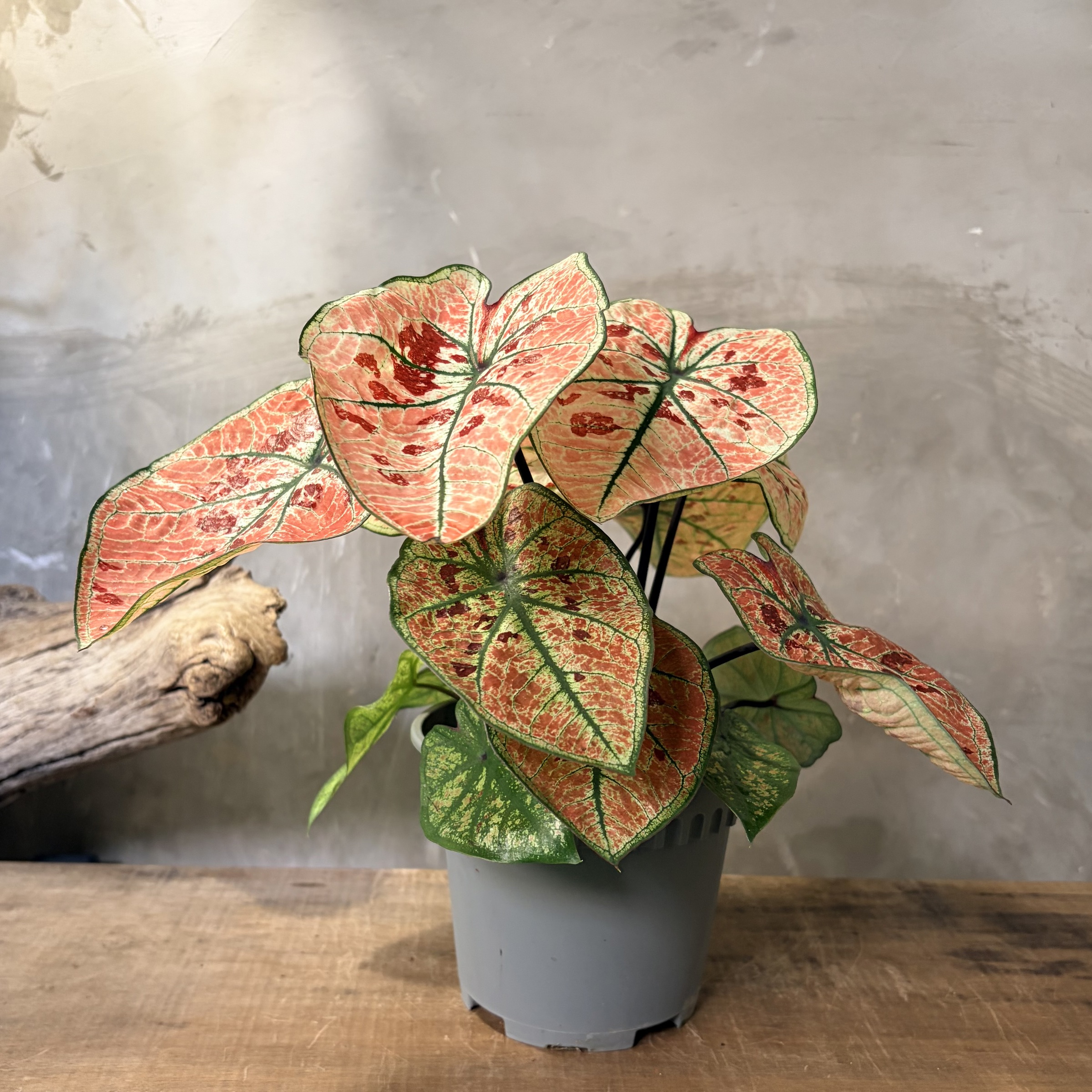 image_54F7956E-E766-4E47-92FA-E5189C7655E7_1764731577