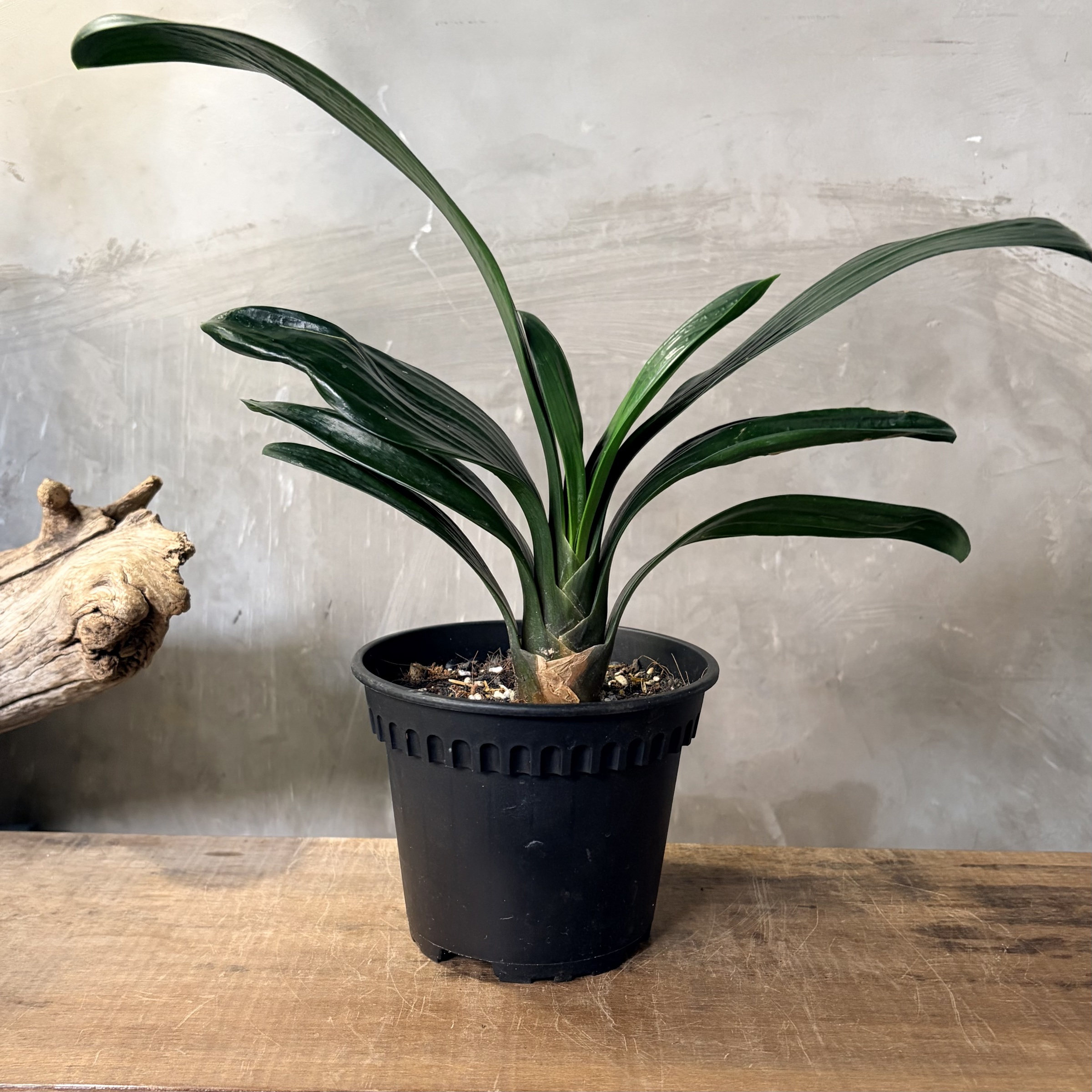 image_4588A1F9-F118-46E0-9FFE-C5FA5C588BE0_1765247335