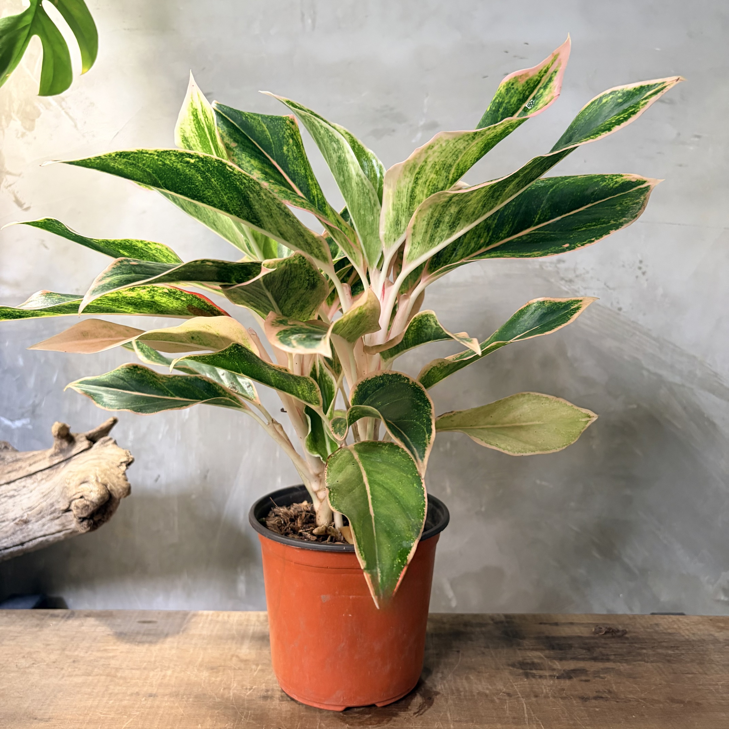 image_D51D0008-EC06-4E2D-A754-ECE1AF06BABA_1765247692